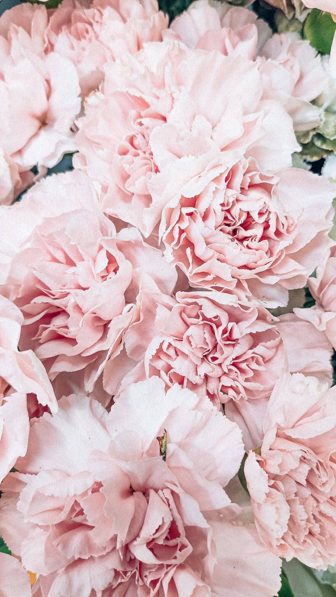 Flores Rosas Estéticas Fondos de pantalla
