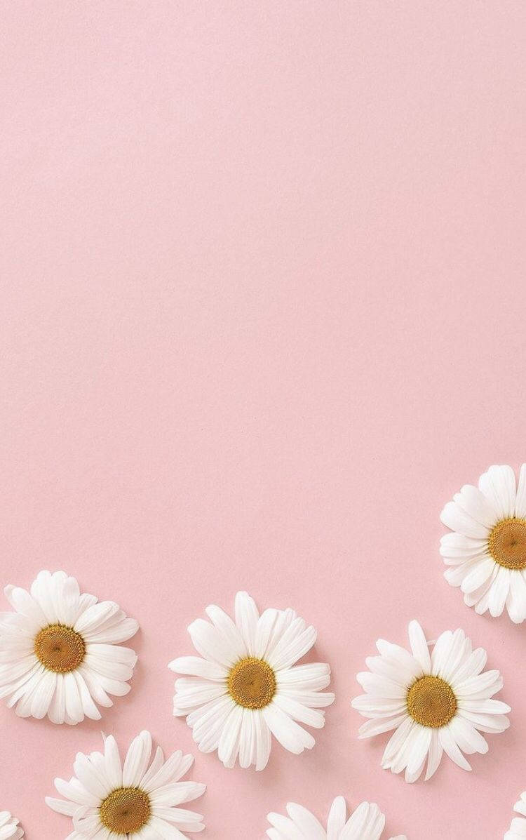 Flores rosas pastel para iPhone Fondos de pantalla