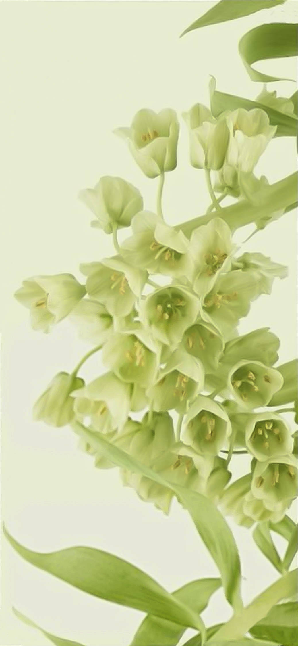 Flores verde claro súper para teléfono Fondos de pantalla
