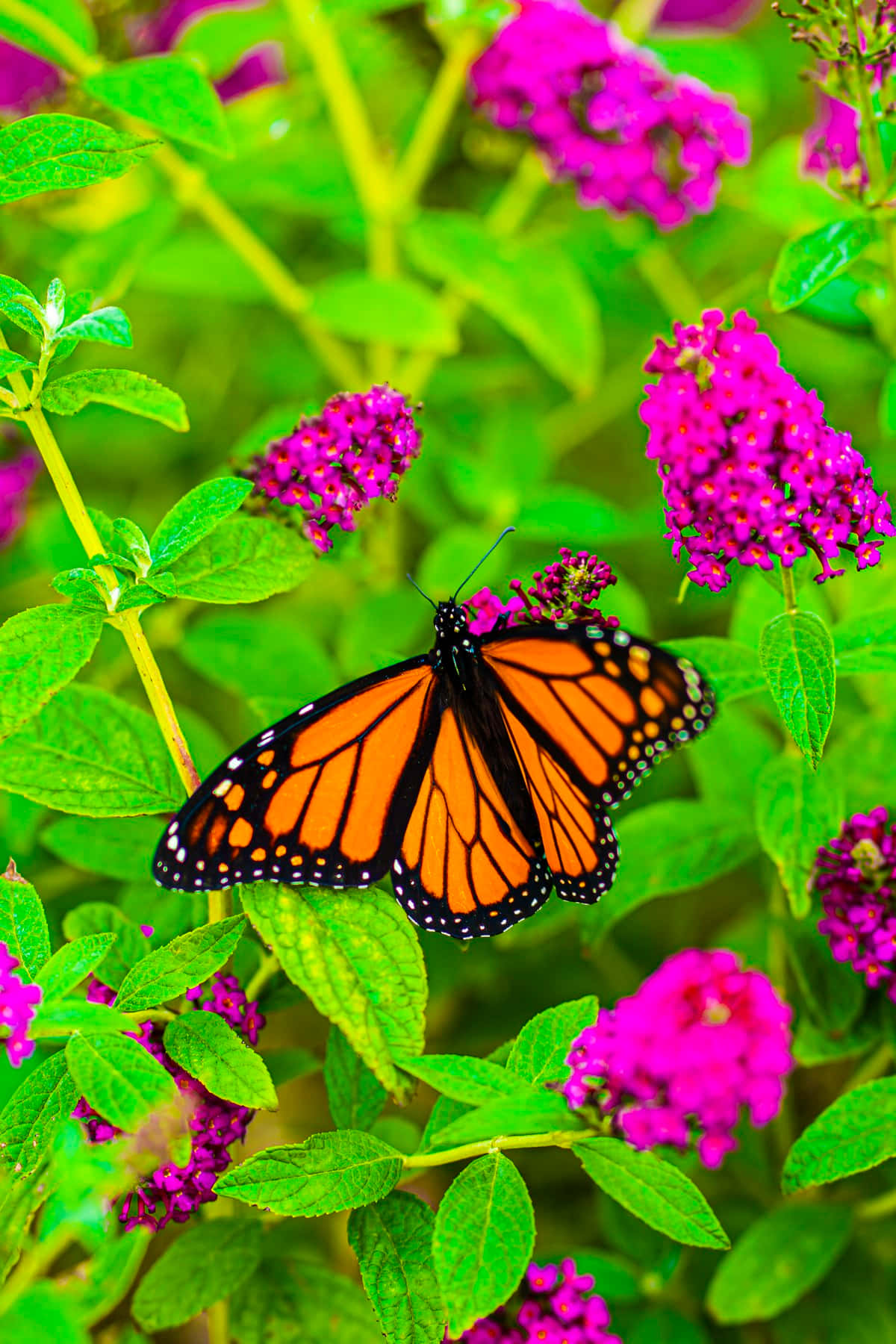 Flores y mariposas con colores saturados Fondos de pantalla