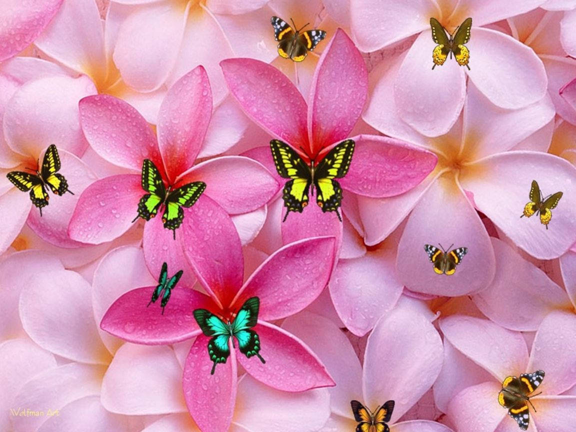 Flores y Mariposas Tiernas y Femeninas Fondos de pantalla