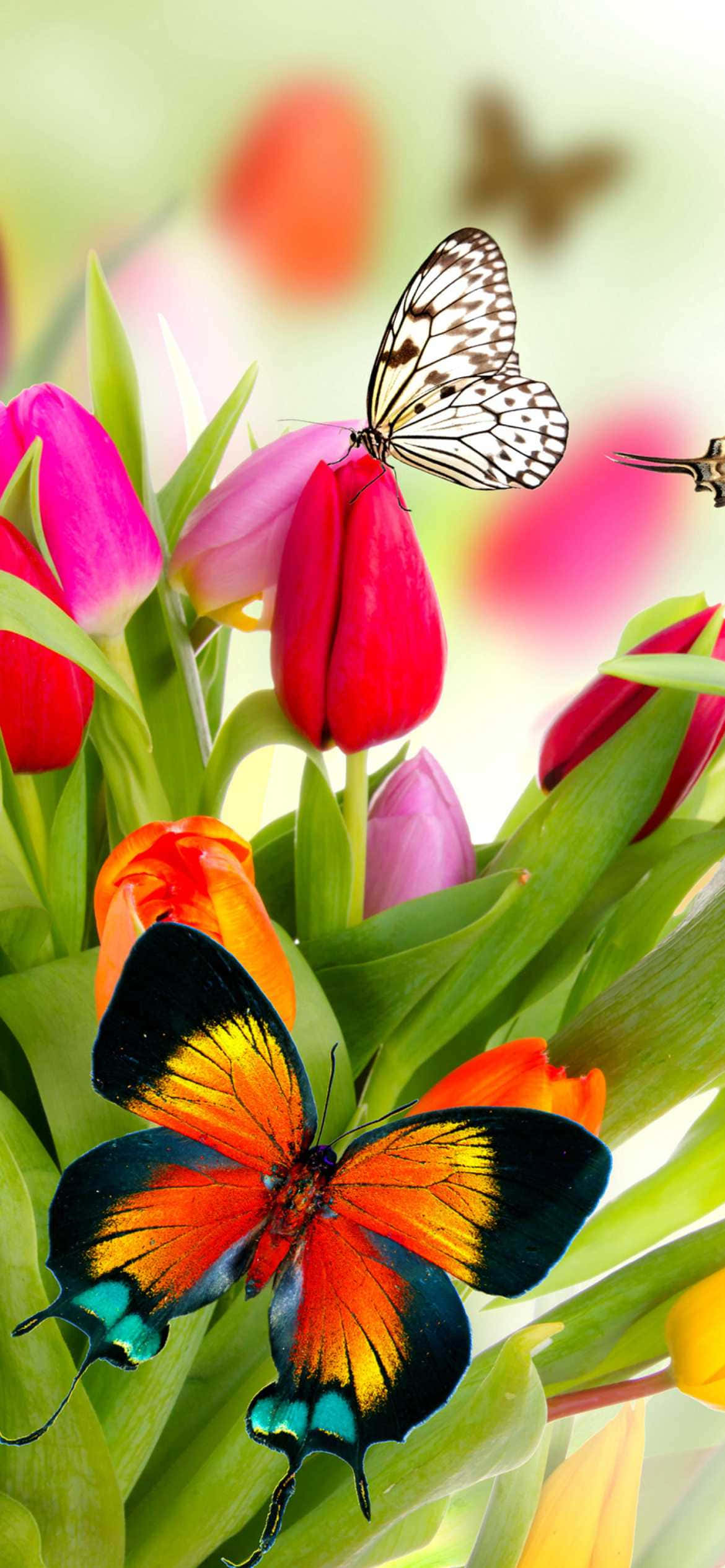 Flores y Mariposas Tulipanes NZ Fondos de pantalla