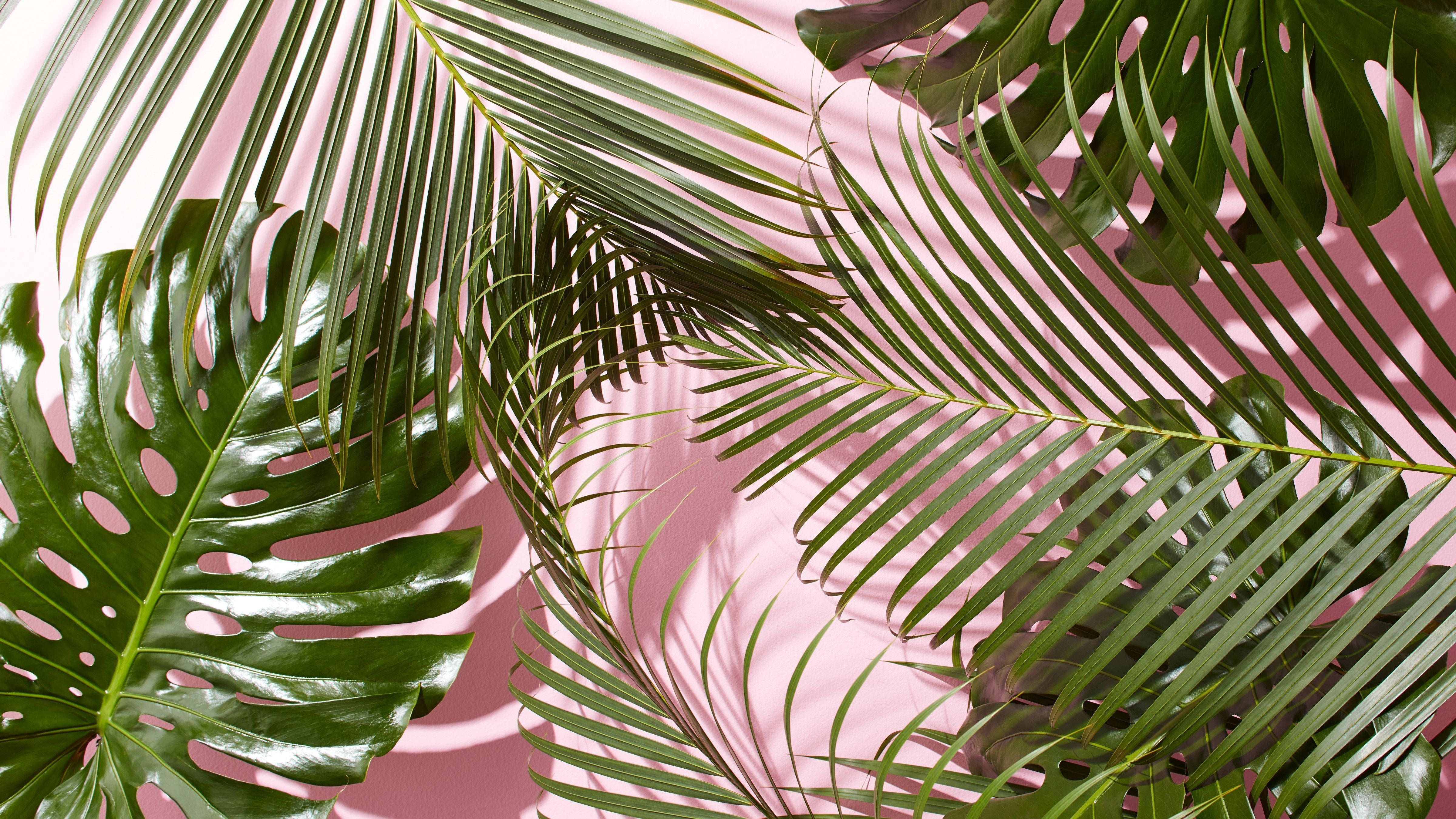Follaje de palmeras en rosa, estética veraniega Fondos de pantalla