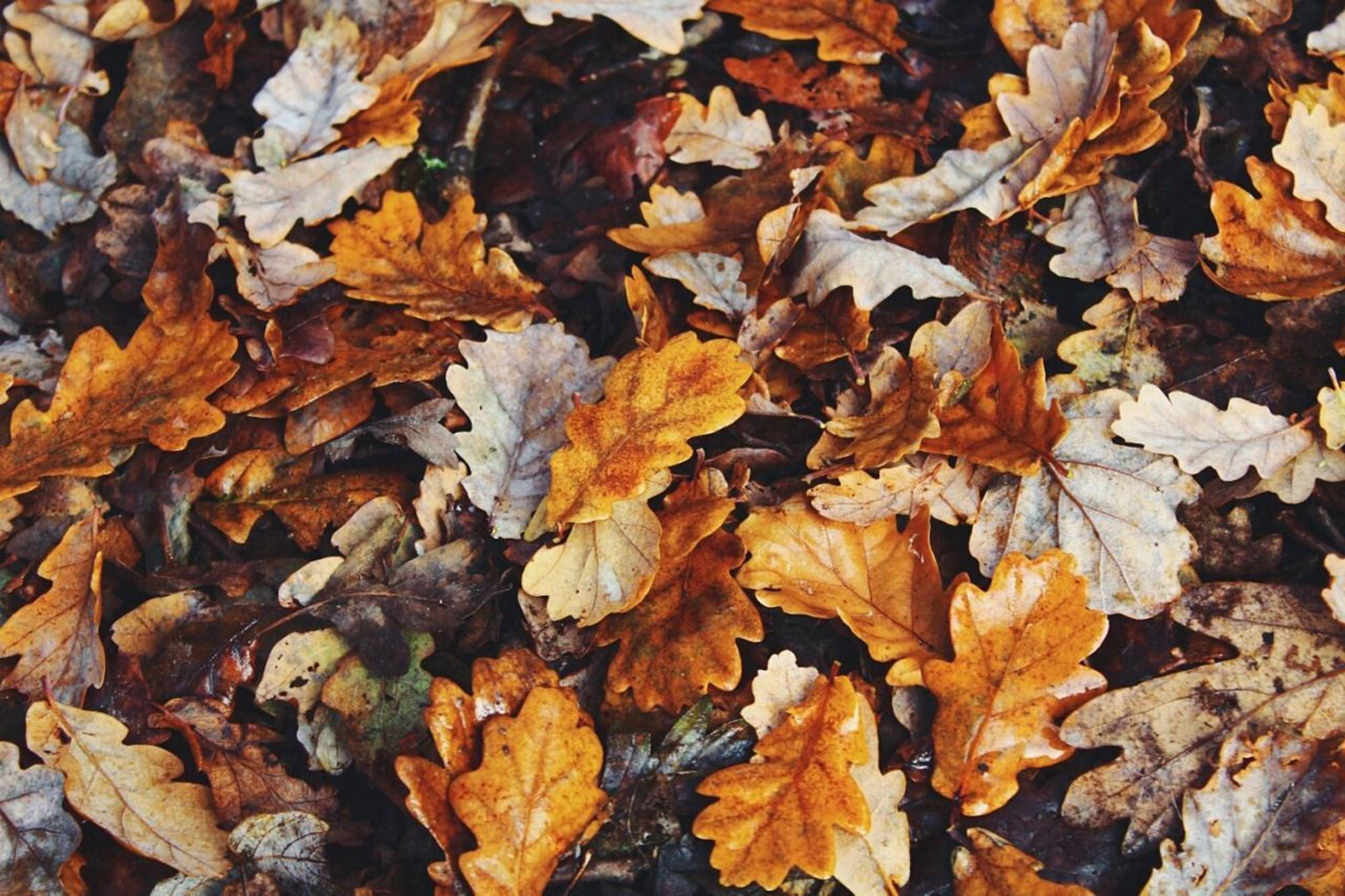 Follaje estético de otoño Fondos de pantalla