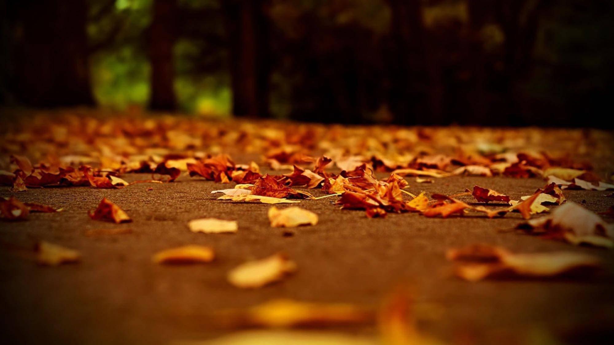Follaje Seco Estético de Otoño Fondos de pantalla