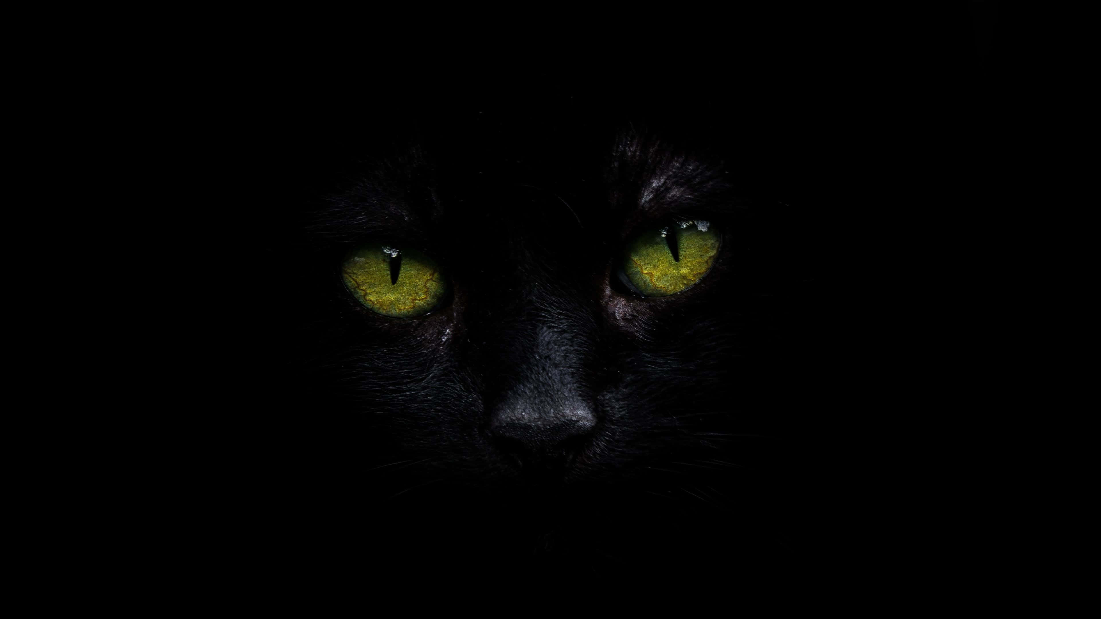 Fondo 4K OLED de Gato Negro Fondos de pantalla