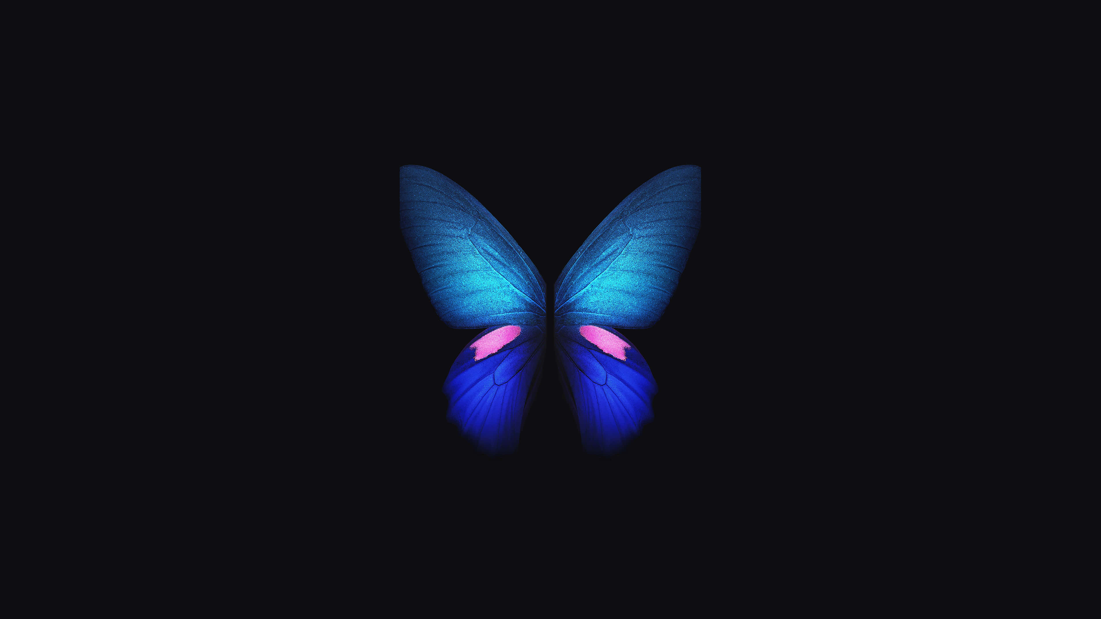 Fondo 4K OLED de Mariposa Azul Fondos de pantalla