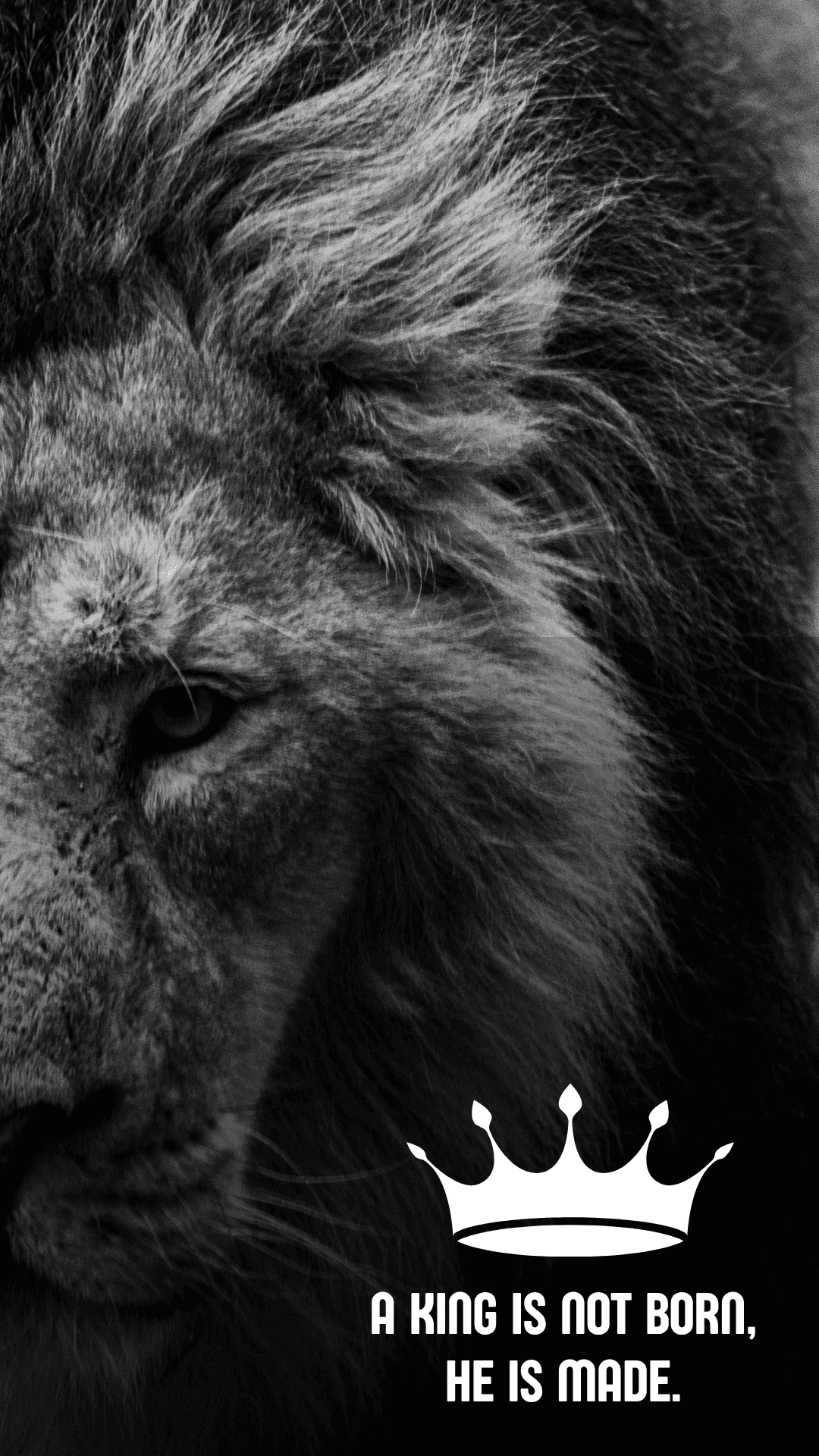 Fondo con león Fondos de pantalla