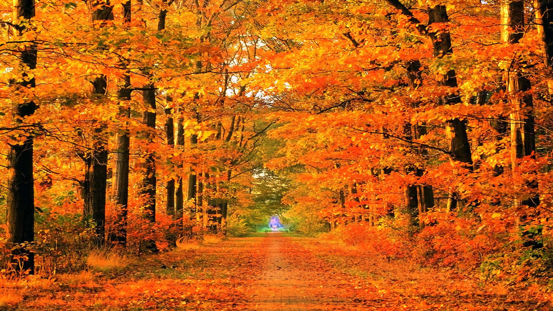 Fondo de árbol caído en sendero carmesí para Zoom Fondos de pantalla
