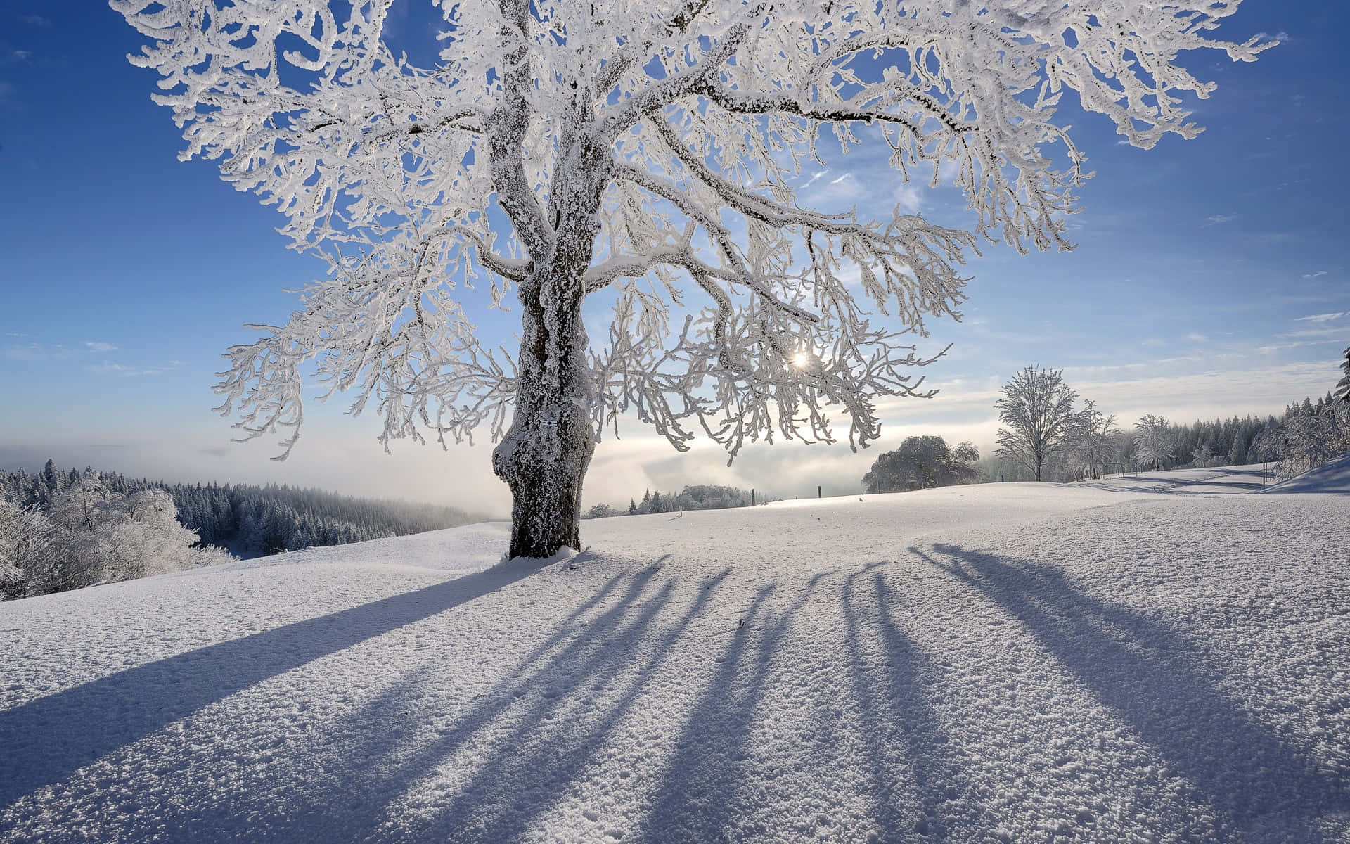 Fondo de Árbol Escarchado Silueteado en Paraíso Invernal Fondos de pantalla