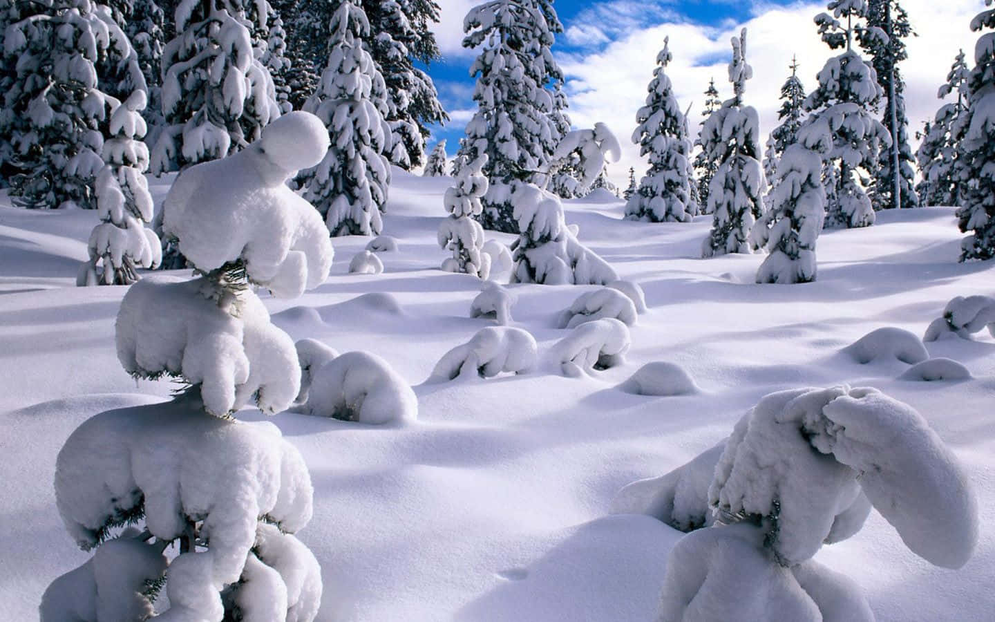 Fondo de Árboles con Nieve Espesa en un País de las Maravillas Invernal Fondos de pantalla