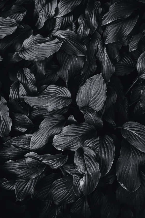 Fondo de arbusto con hojas en estética negra Fondos de pantalla
