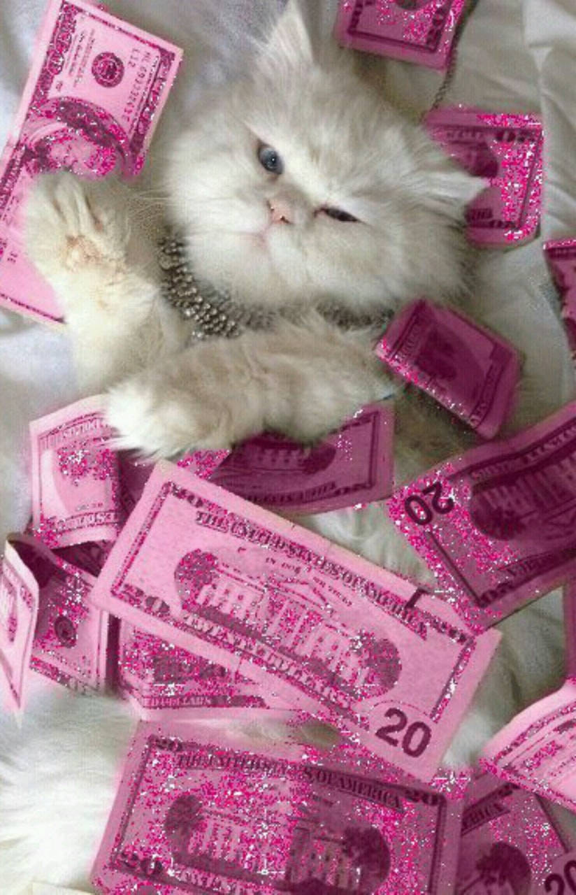 Fondo de billetes rosa estético con gato Fondos de pantalla