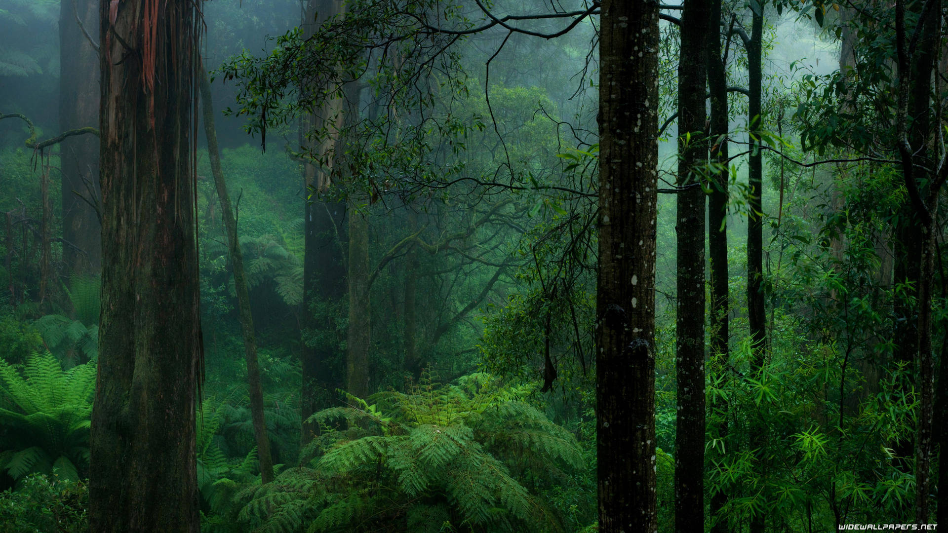 Fondo de Bosque Oscuro Fondos de pantalla