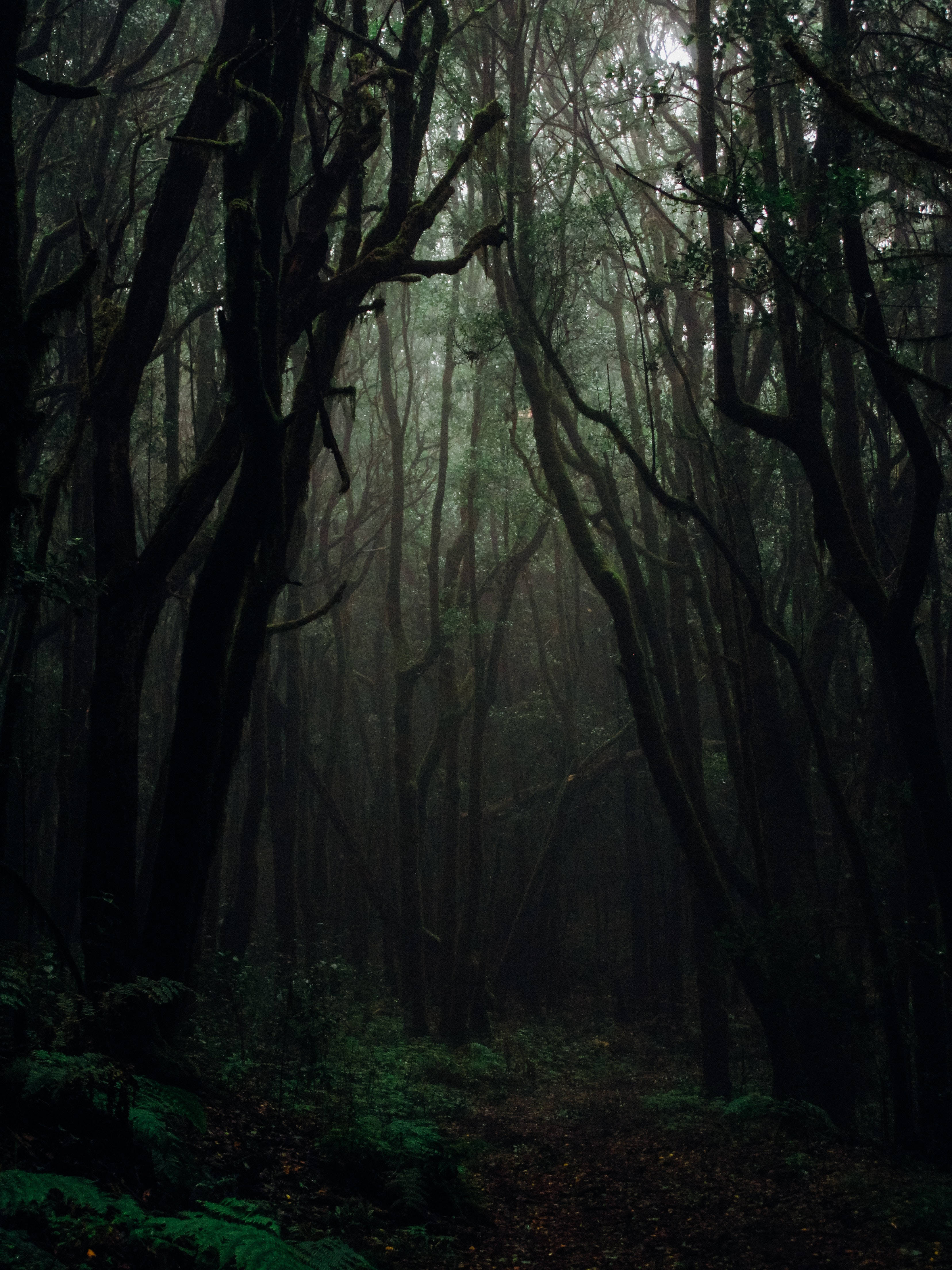 Fondo de Bosque Oscuro Fondos de pantalla