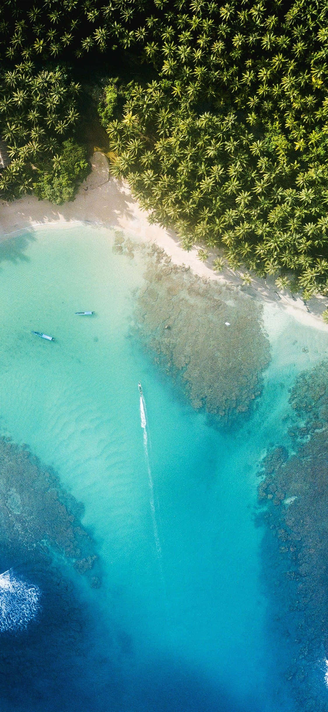 Fondo de Bosque de Palmeras en Playa para iPhone XS Fondos de pantalla