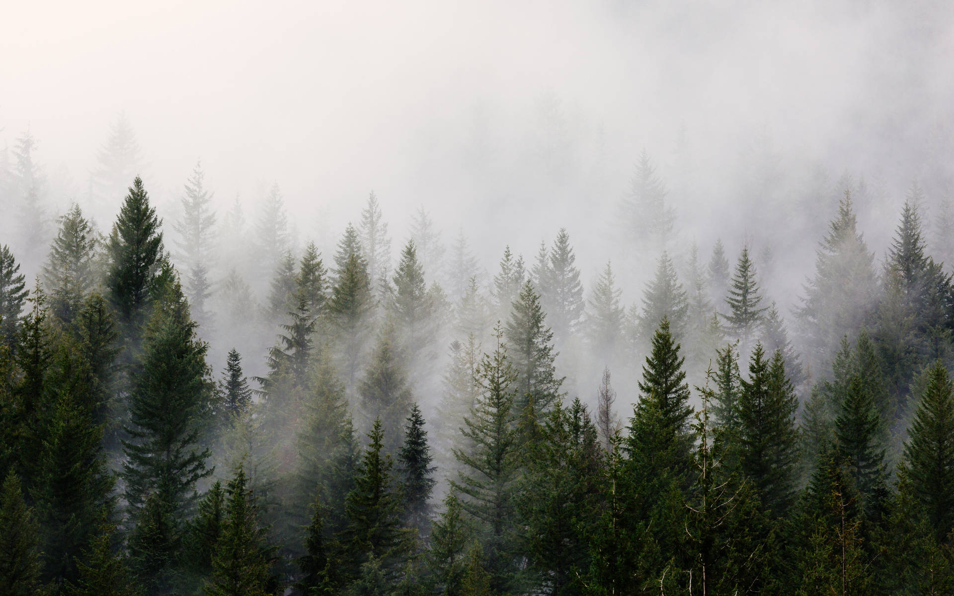 Fondo de Bosque Frío