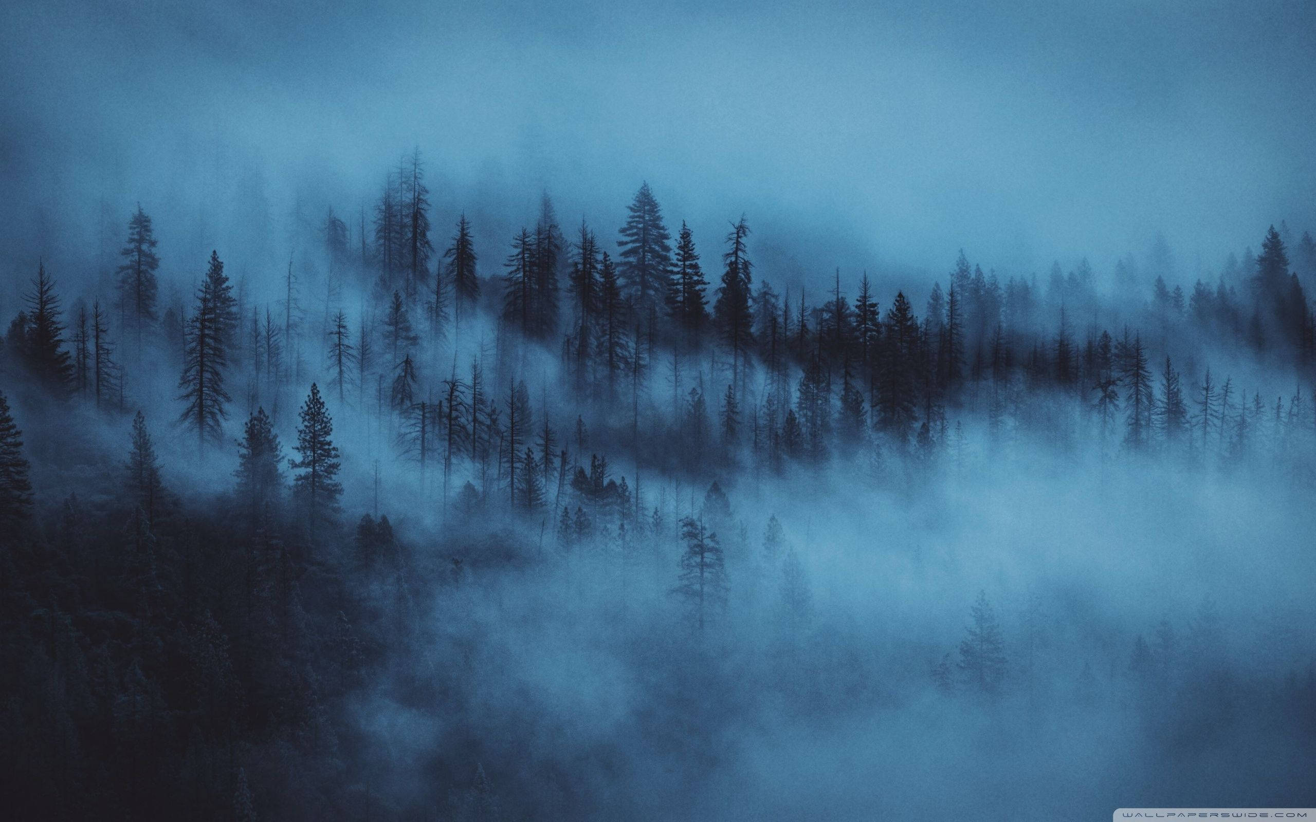 Fondo de bosque con niebla nocturna Fondos de pantalla