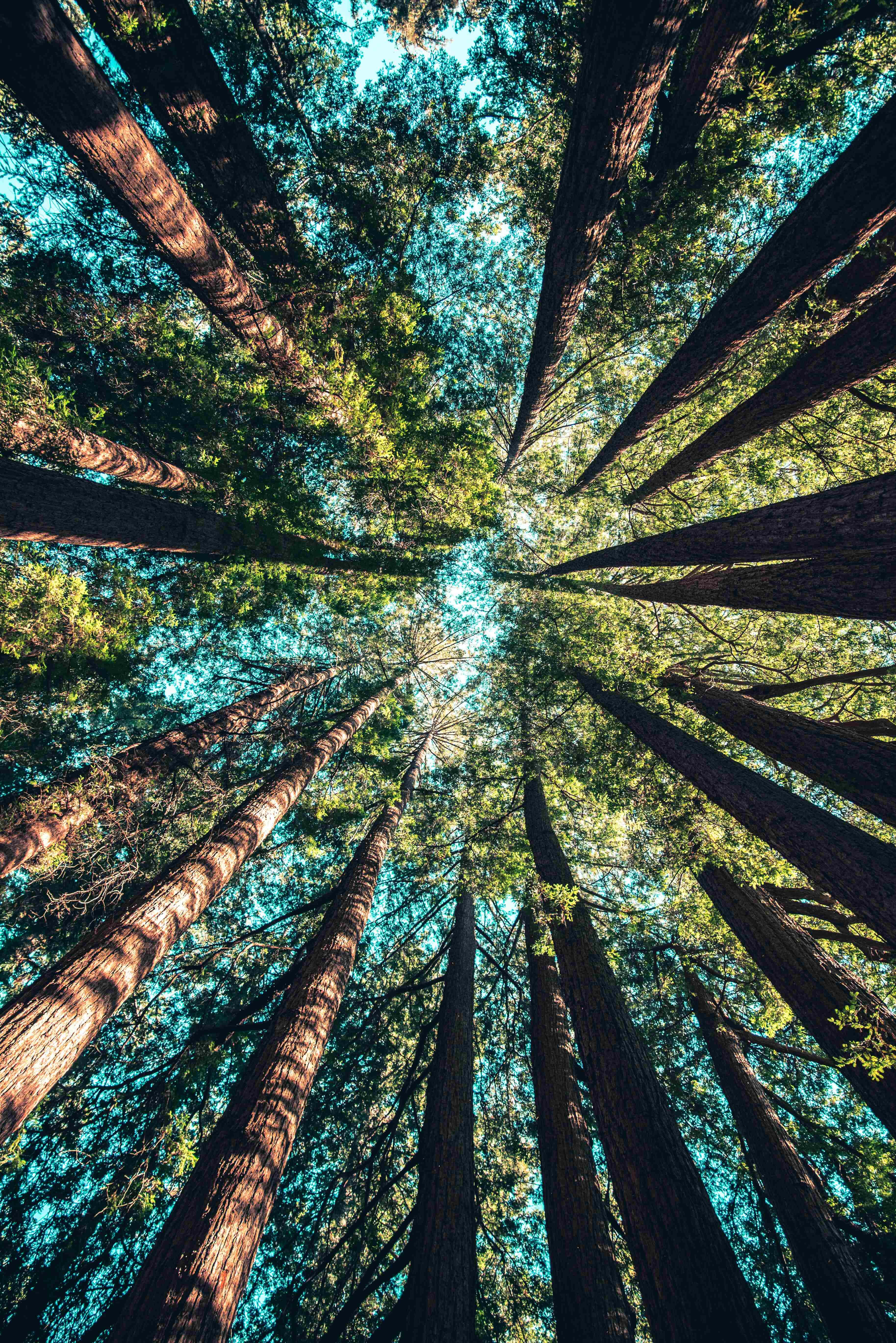 Fondo de Bosque de Secuoyas Rojo Magnífico para iPhone Fondos de pantalla