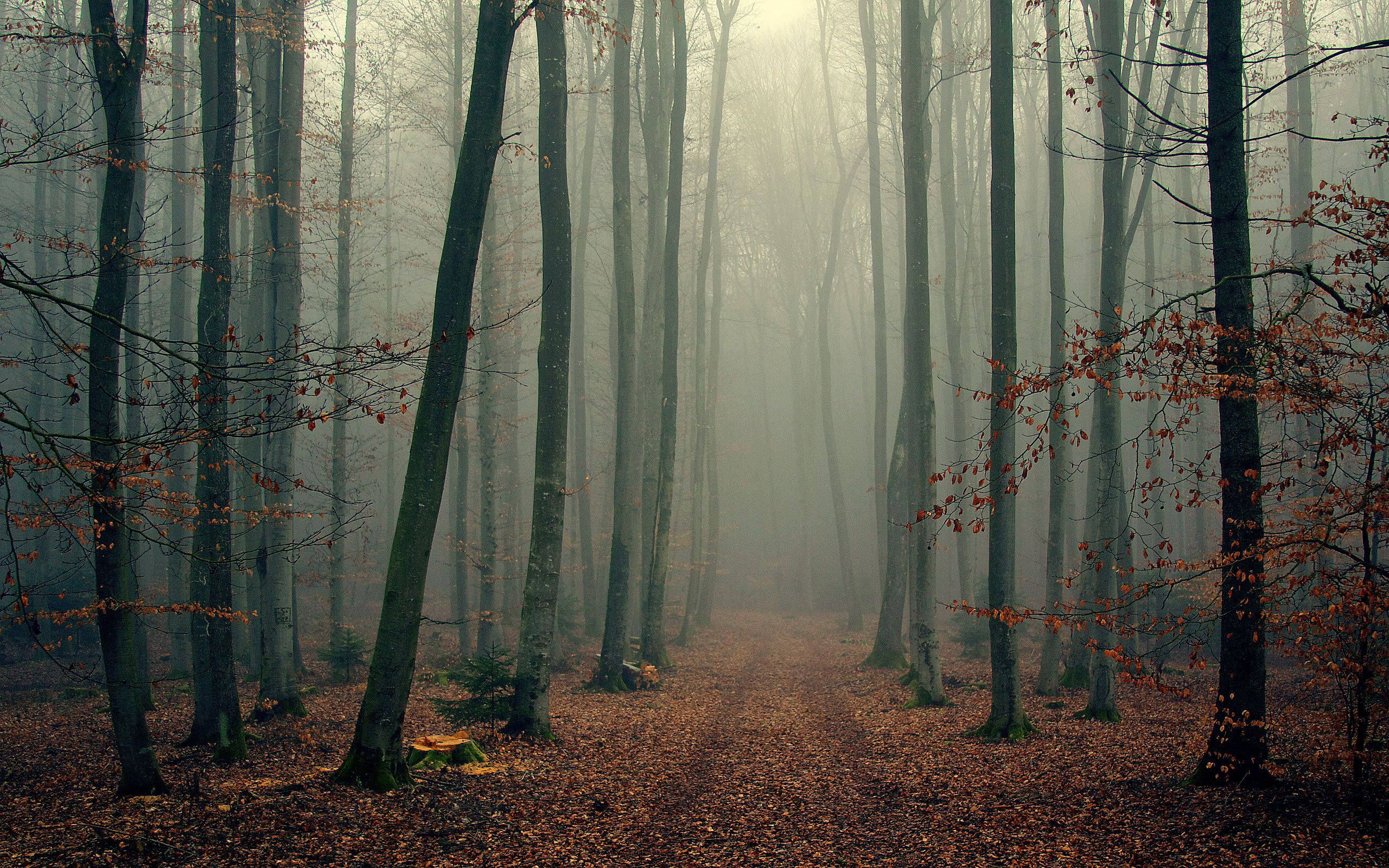 Fondo de Bosque Delgado Fondos de pantalla