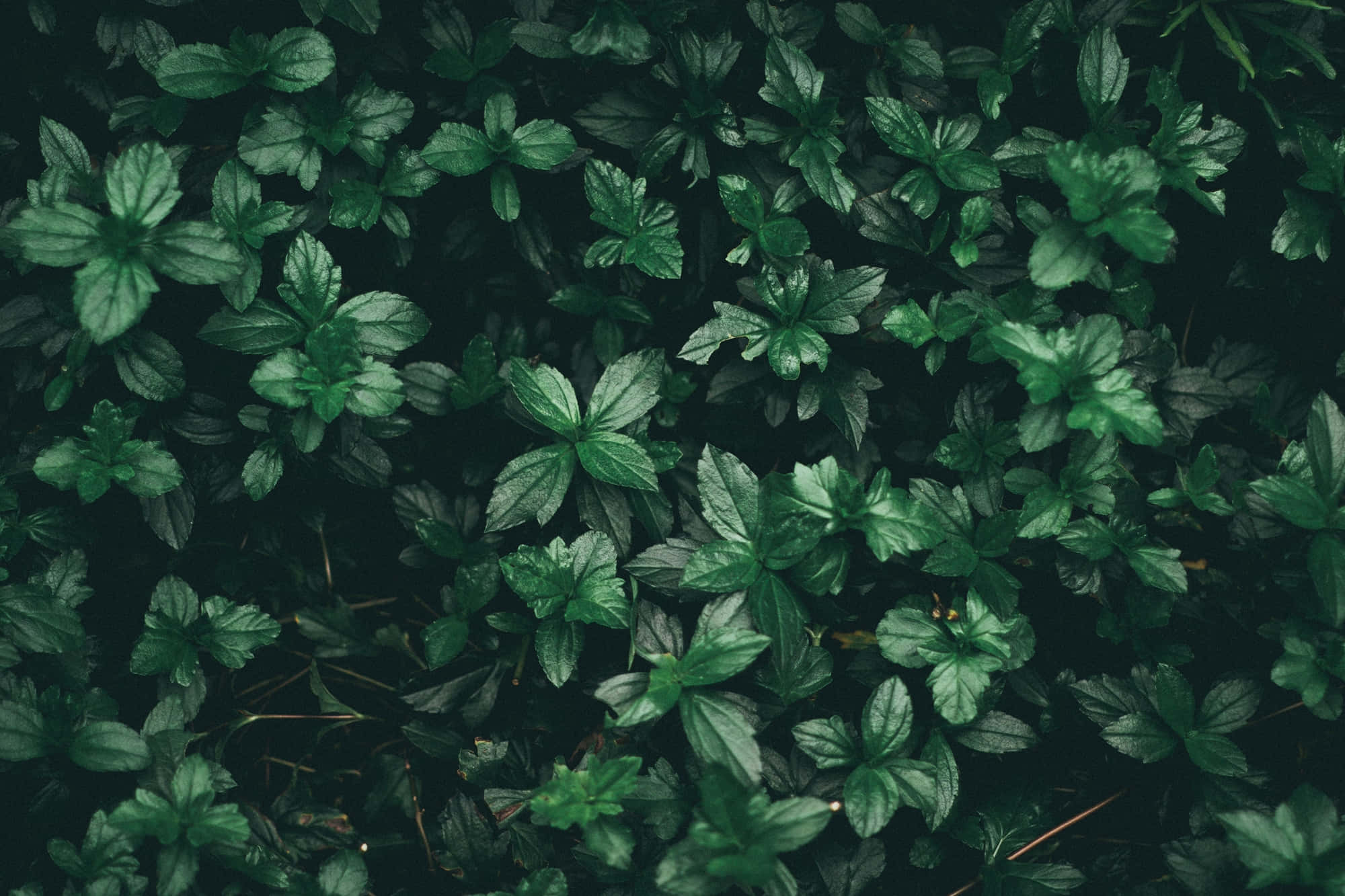 Fondo de Bosque Estético Verde Oscuro Fondos de pantalla