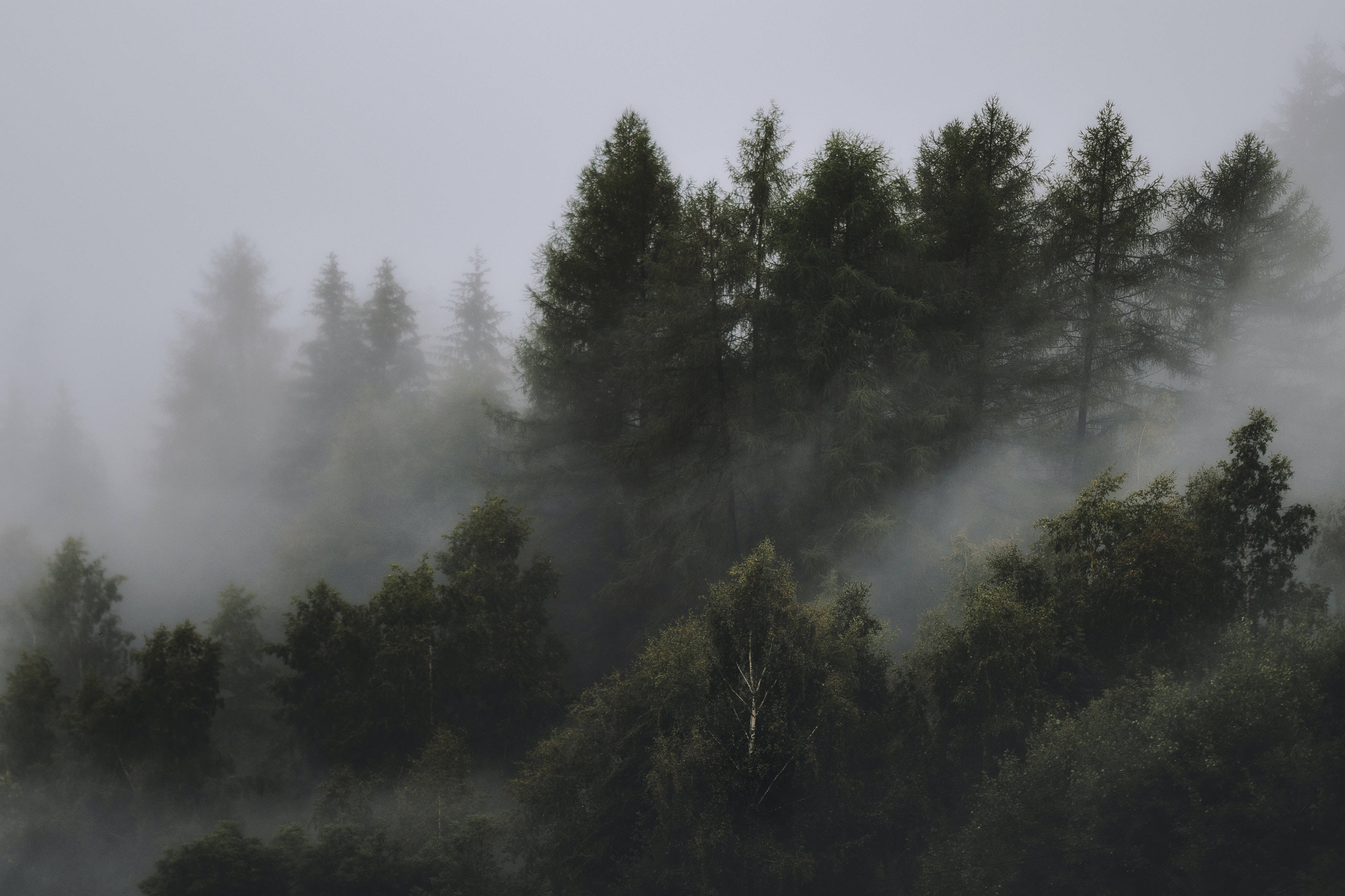 Fondo de Bosque Neblinoso y Triste Fondos de pantalla