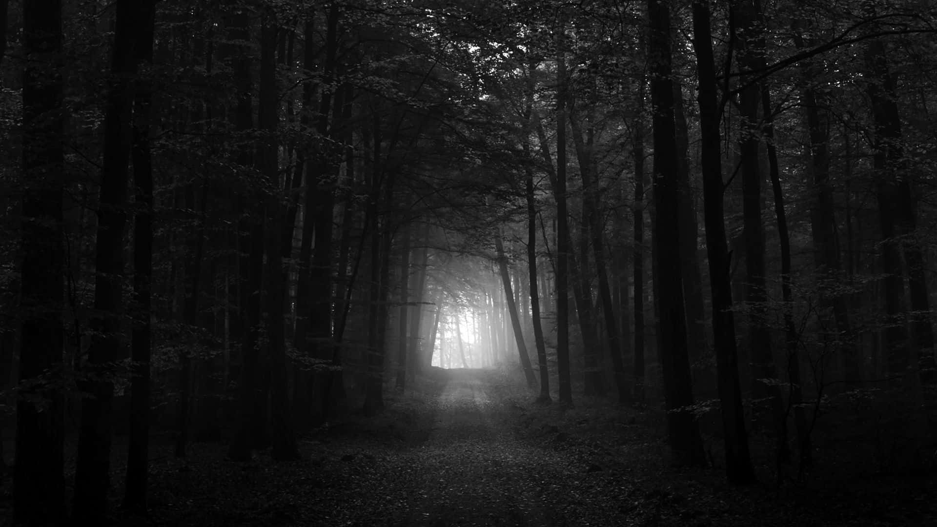 Fondo de Bosque Oscuro Fondos de pantalla