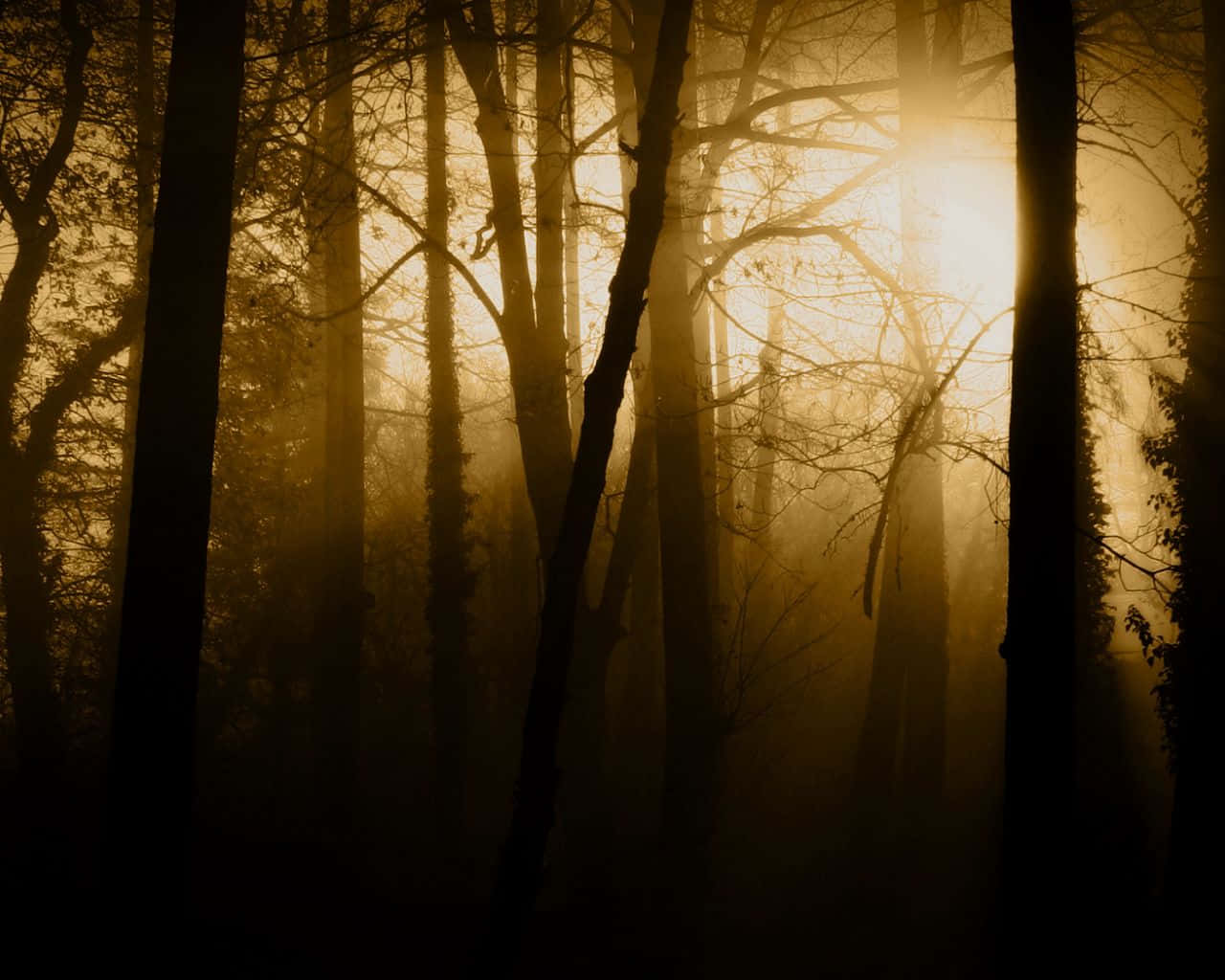 Fondo de Bosque Oscuro Fondos de pantalla