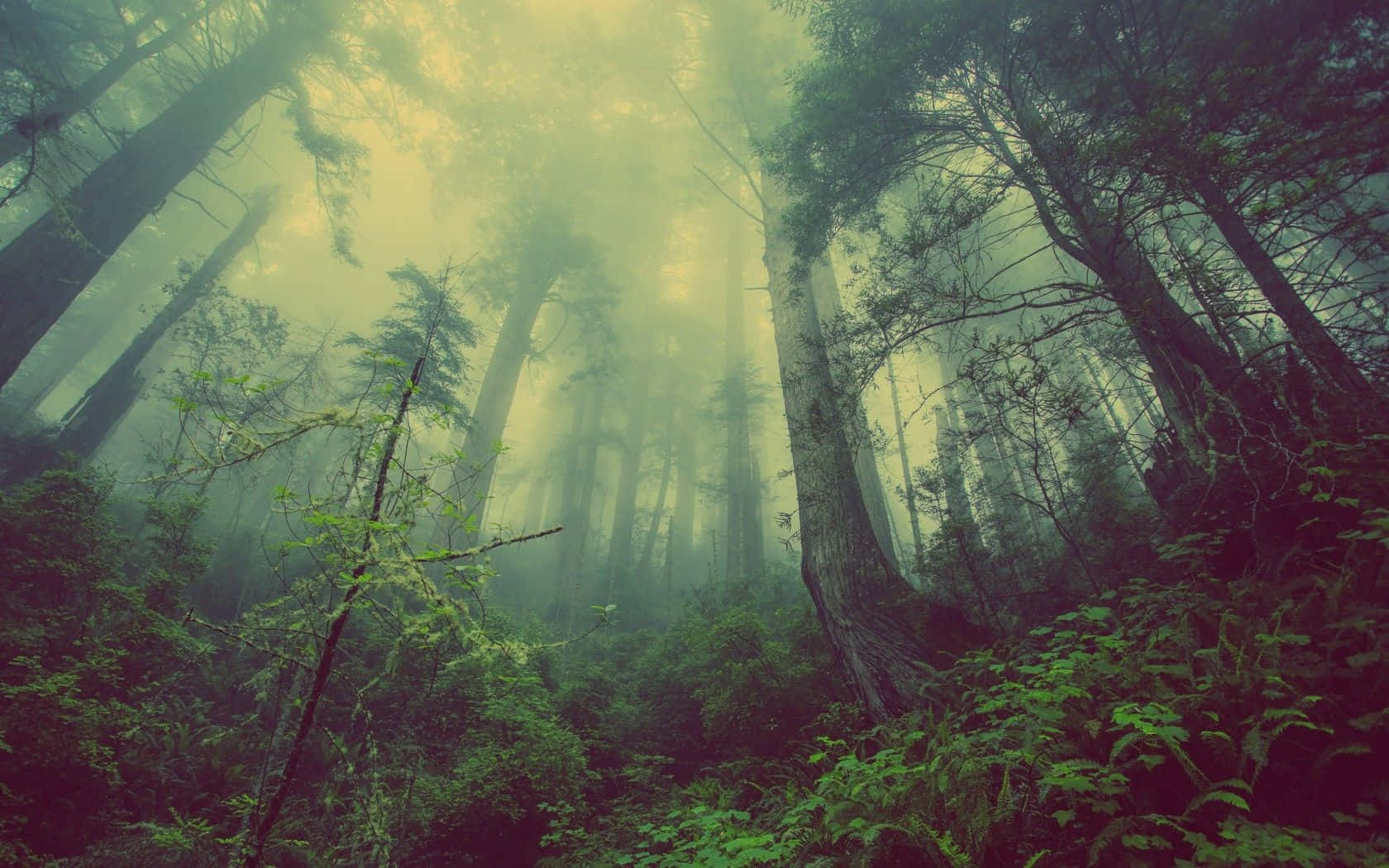 Fondo de Bosque Oscuro Fondos de pantalla