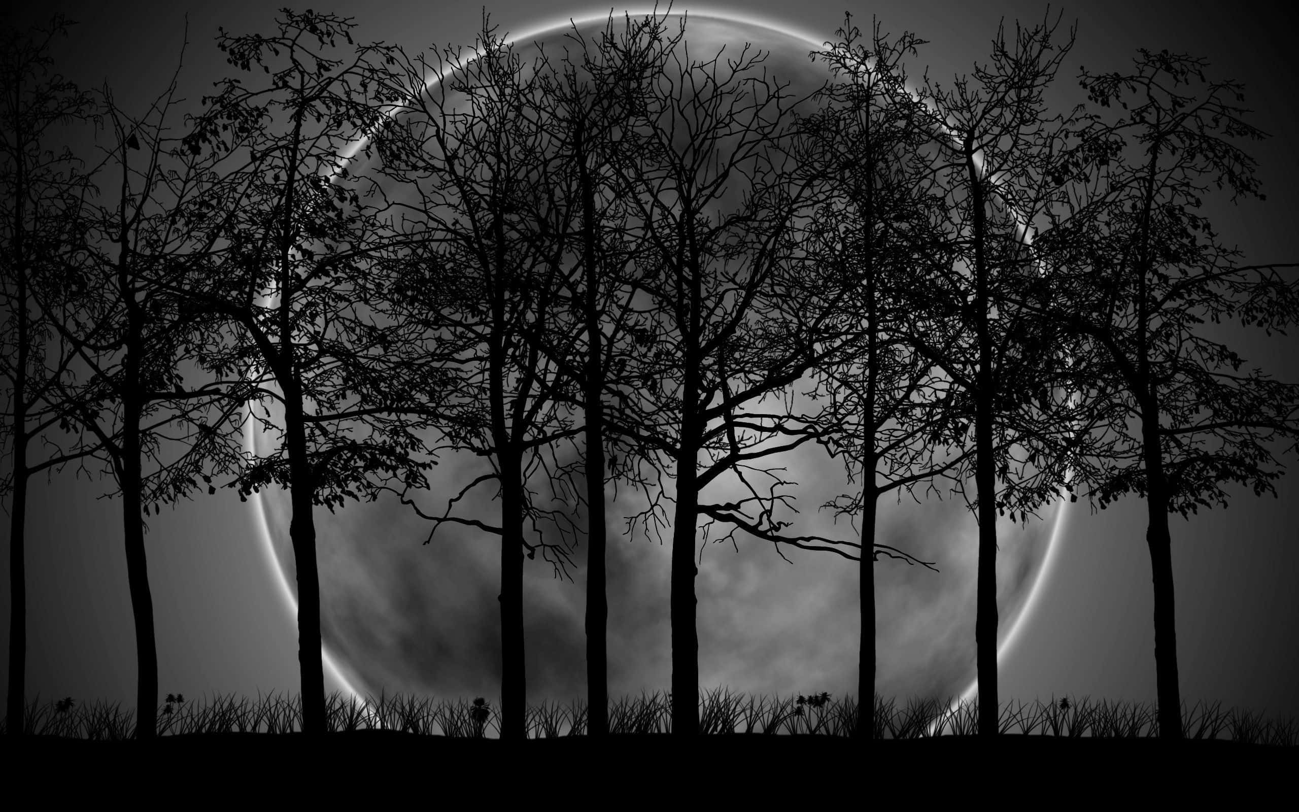 Fondo de Bosque Oscuro Fondos de pantalla