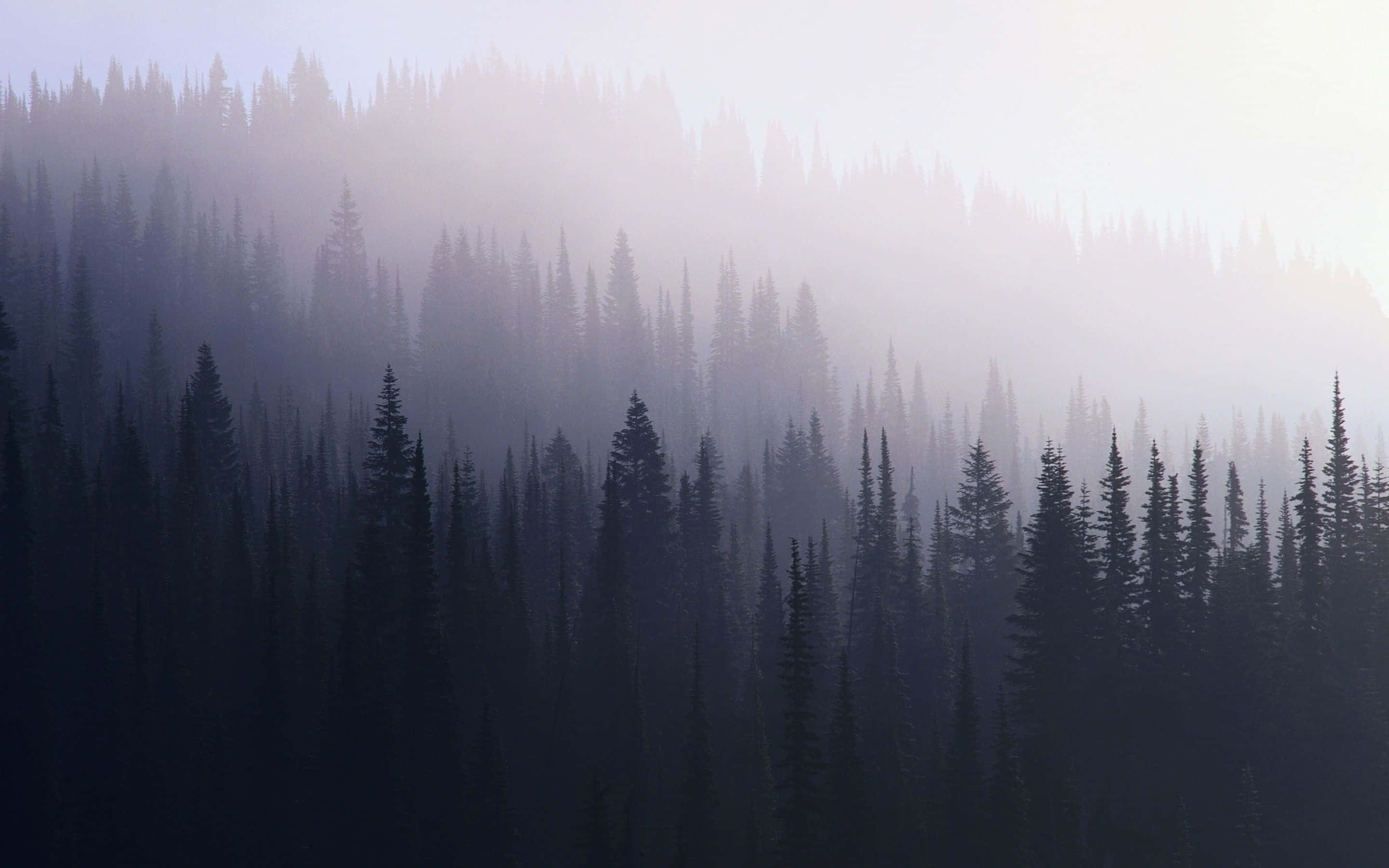 Fondo de Bosque Oscuro Fondos de pantalla