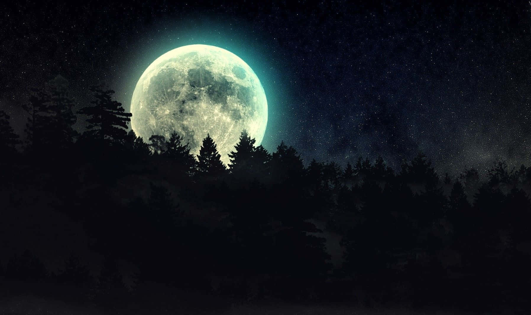 Fondo de Bosque Oscuro Fondos de pantalla