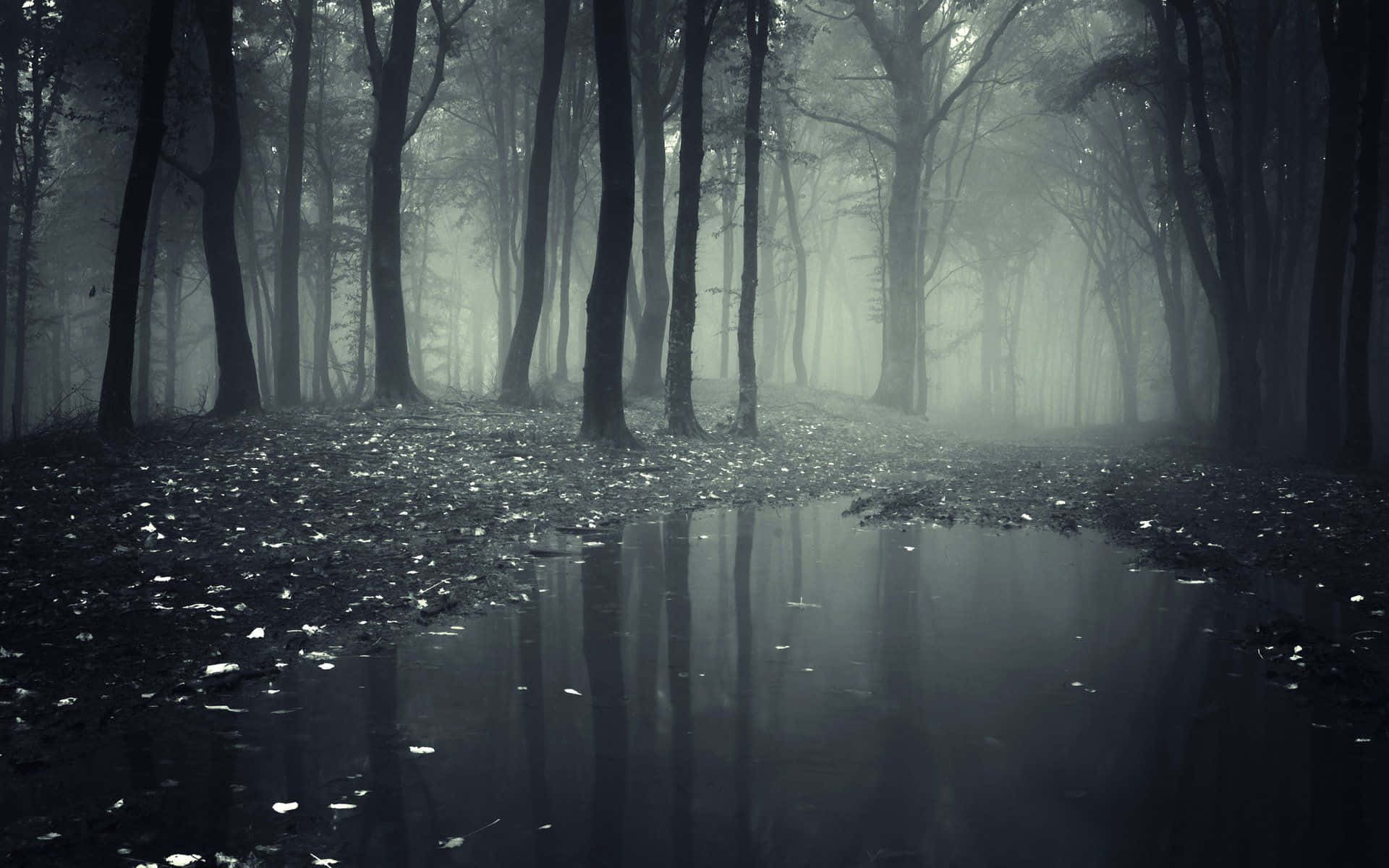 Fondo de Bosque Oscuro Fondos de pantalla