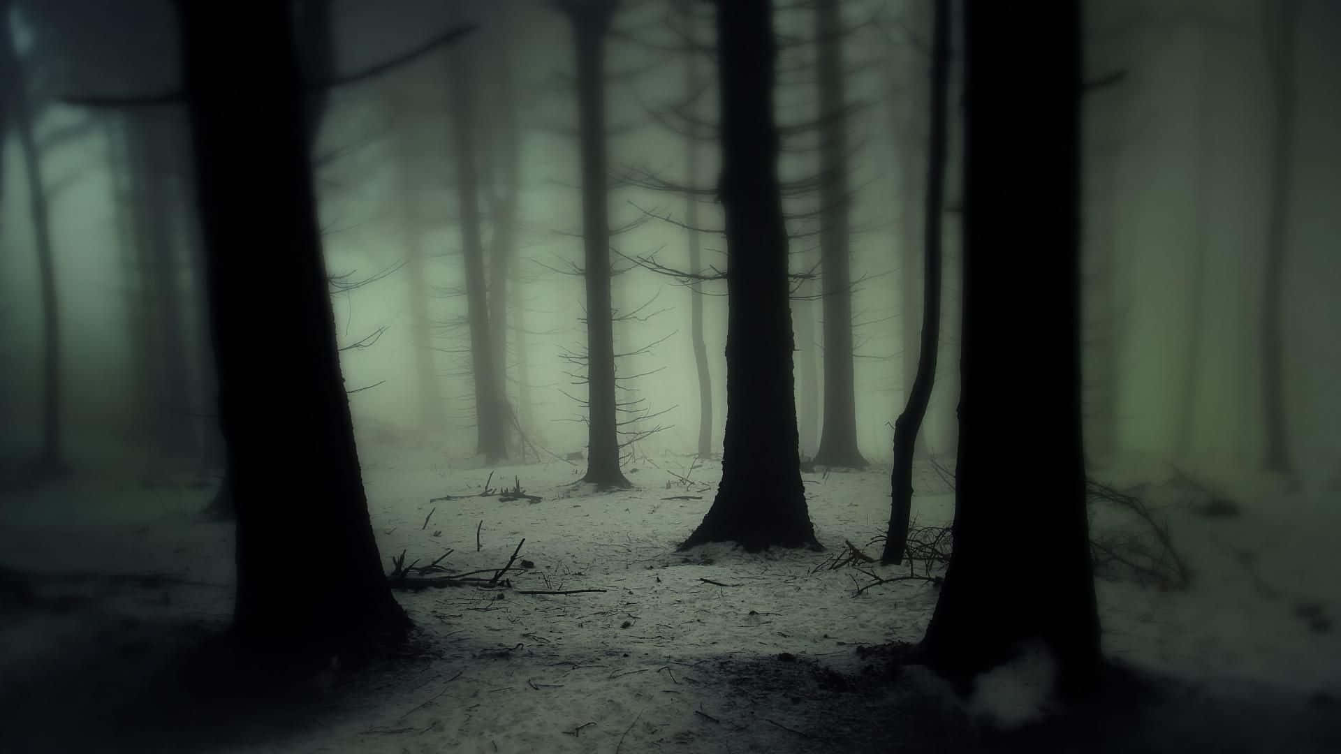 Fondo de Bosque Oscuro Fondos de pantalla