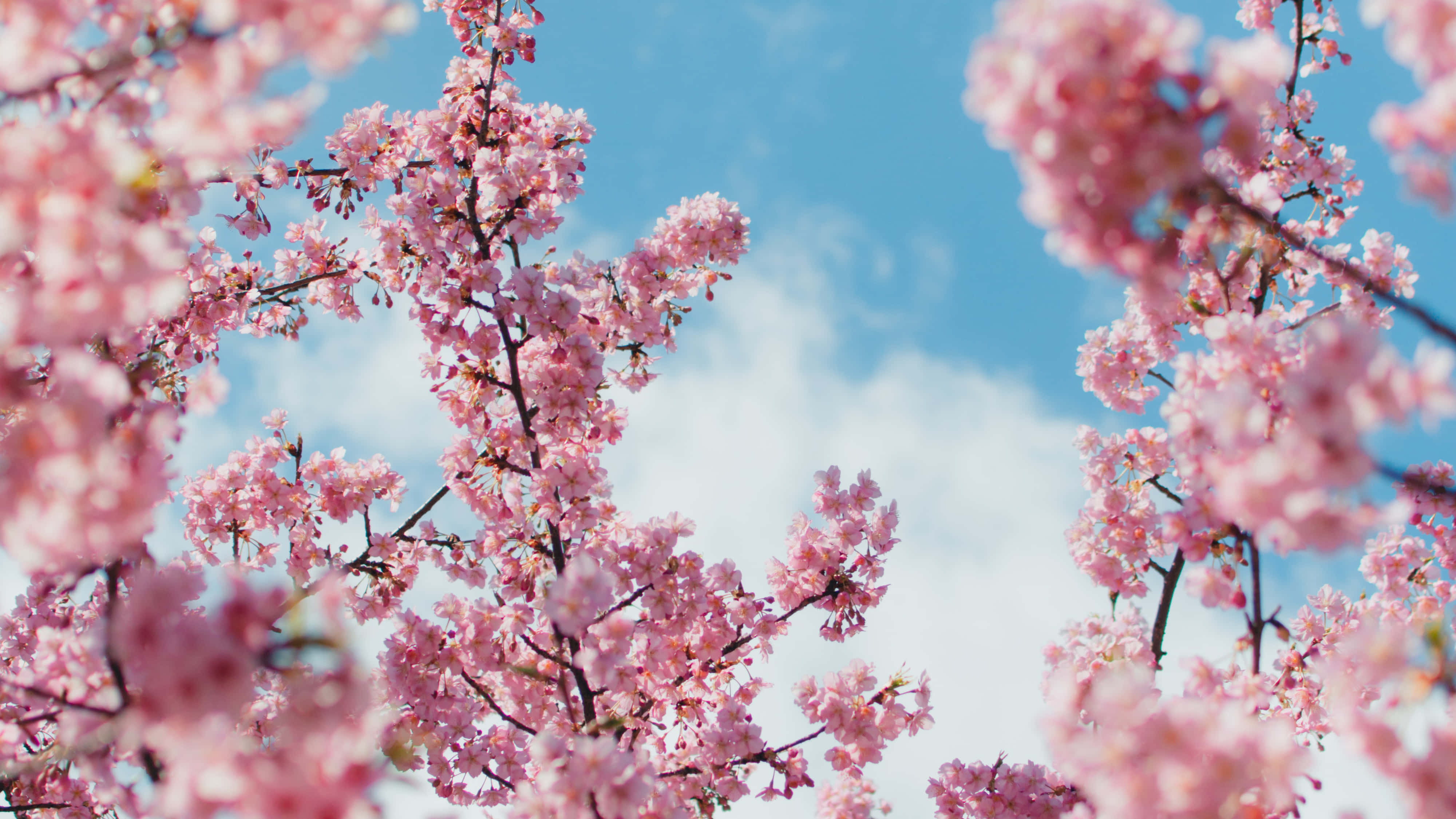 Fondo de Cerezo en Flor Fondos de pantalla