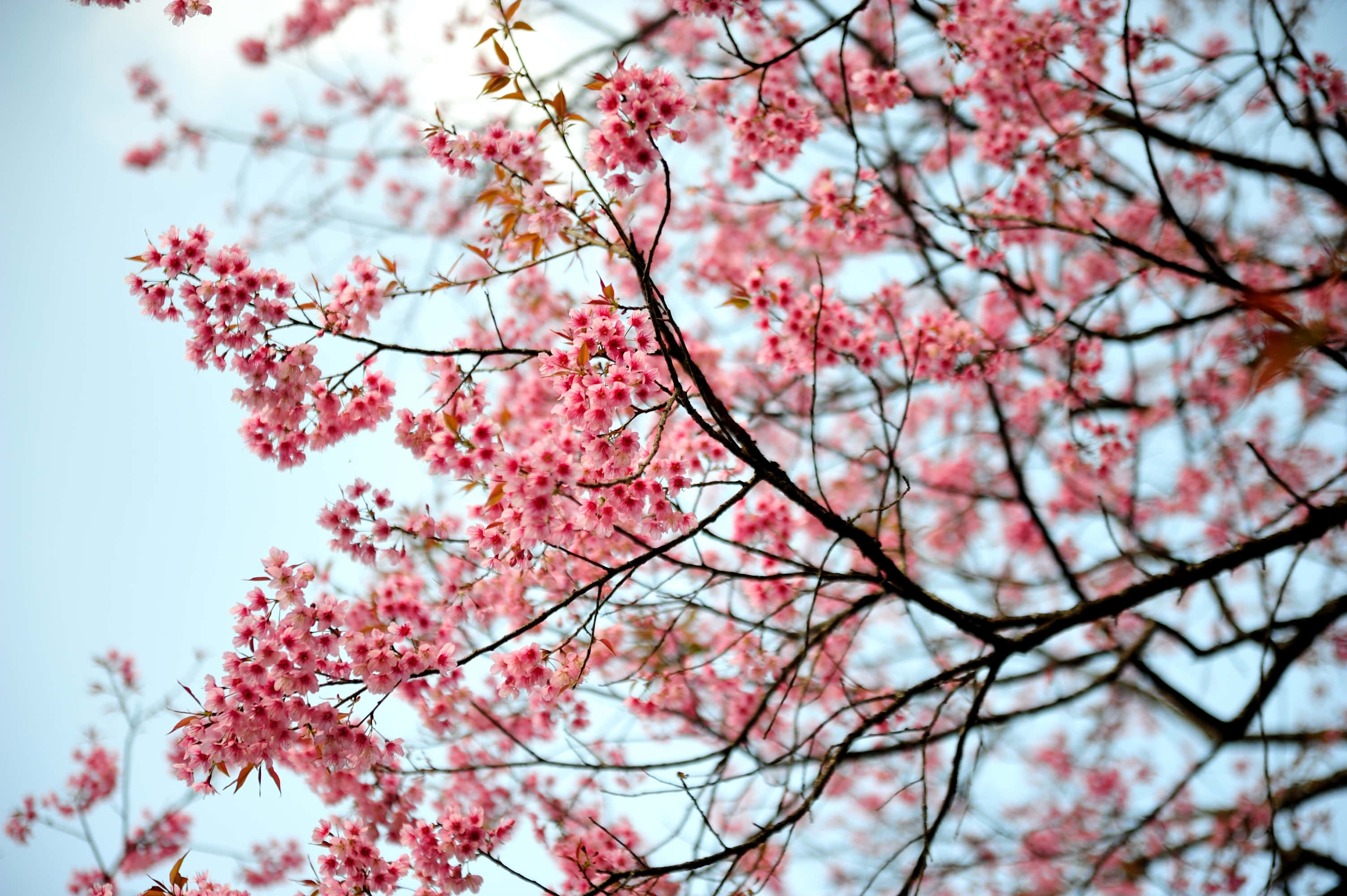 Fondo de Cerezo en Flor Fondos de pantalla