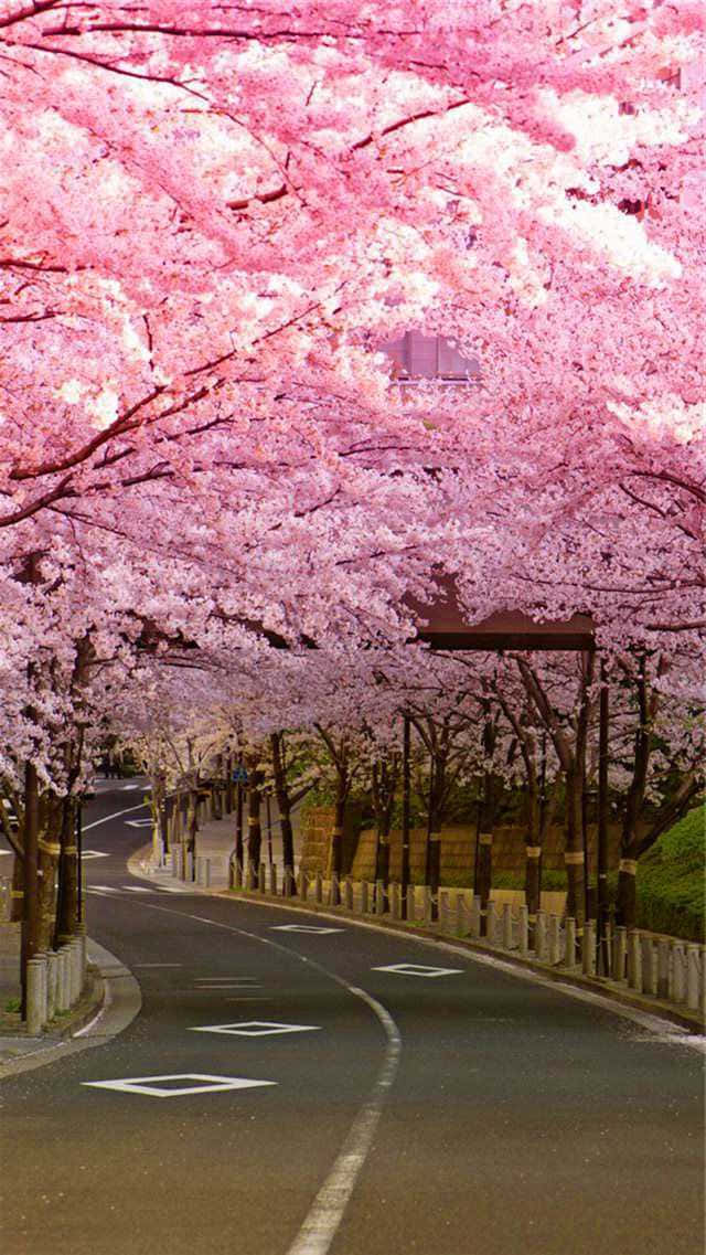 Fondo de Cerezo en Flor Fondos de pantalla