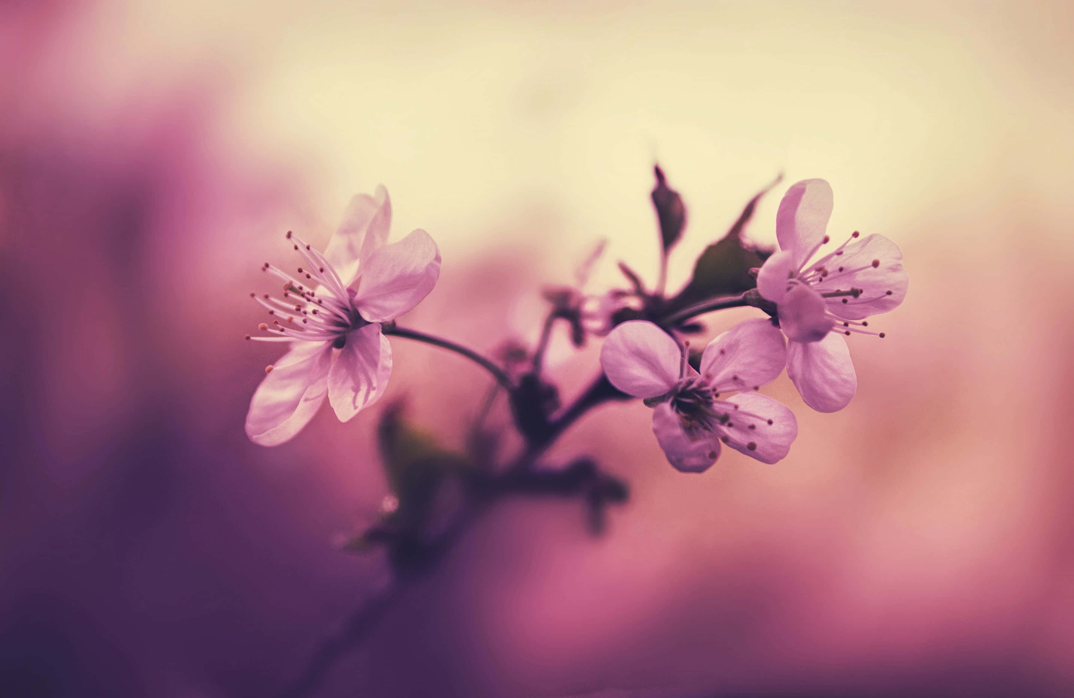 Fondo de Cerezo en Flor Fondos de pantalla
