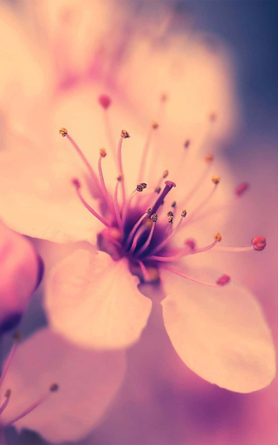Fondo de Cerezo en Flor Fondos de pantalla
