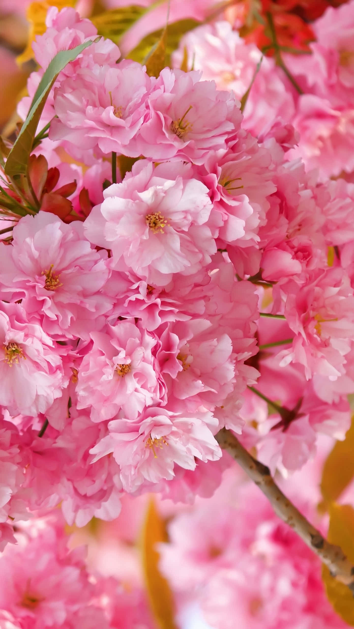 Fondo de Cerezo en Flor Fondos de pantalla