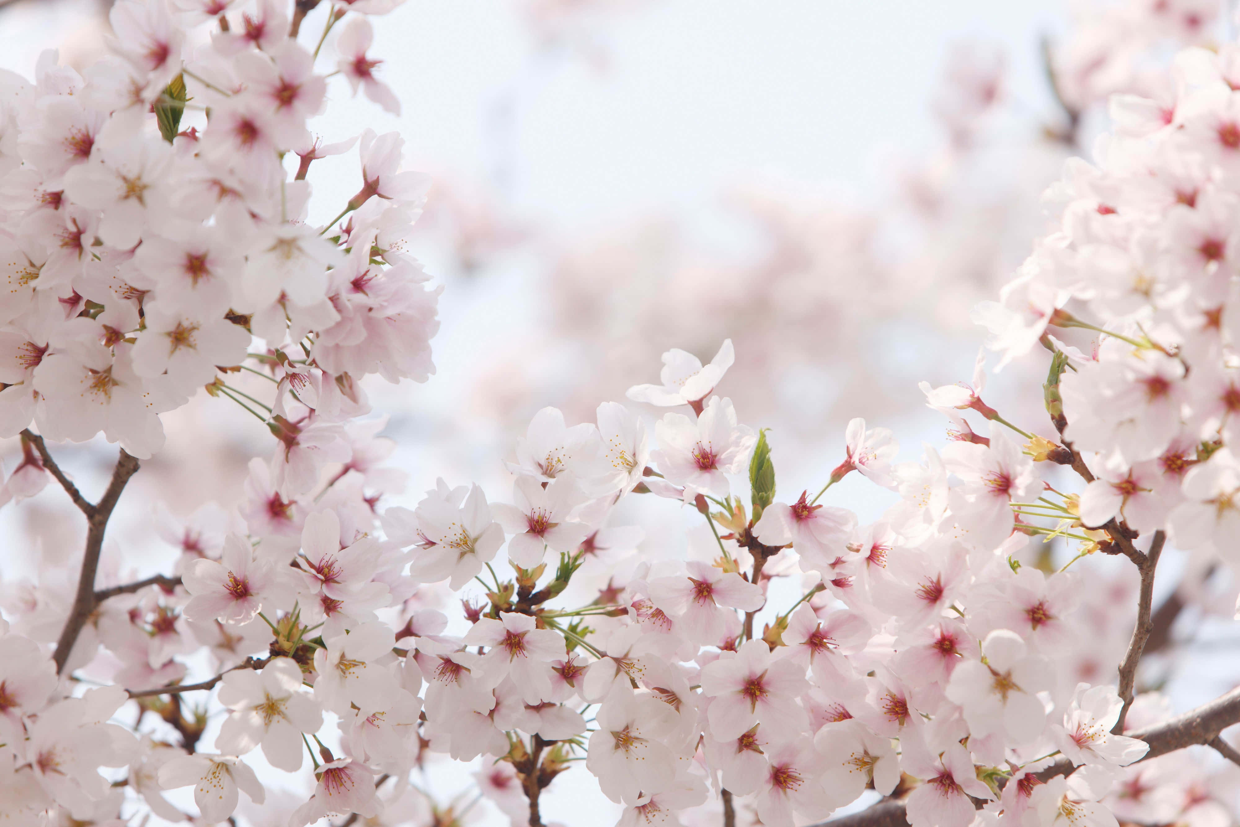 Fondo de Cerezo en Flor Fondos de pantalla