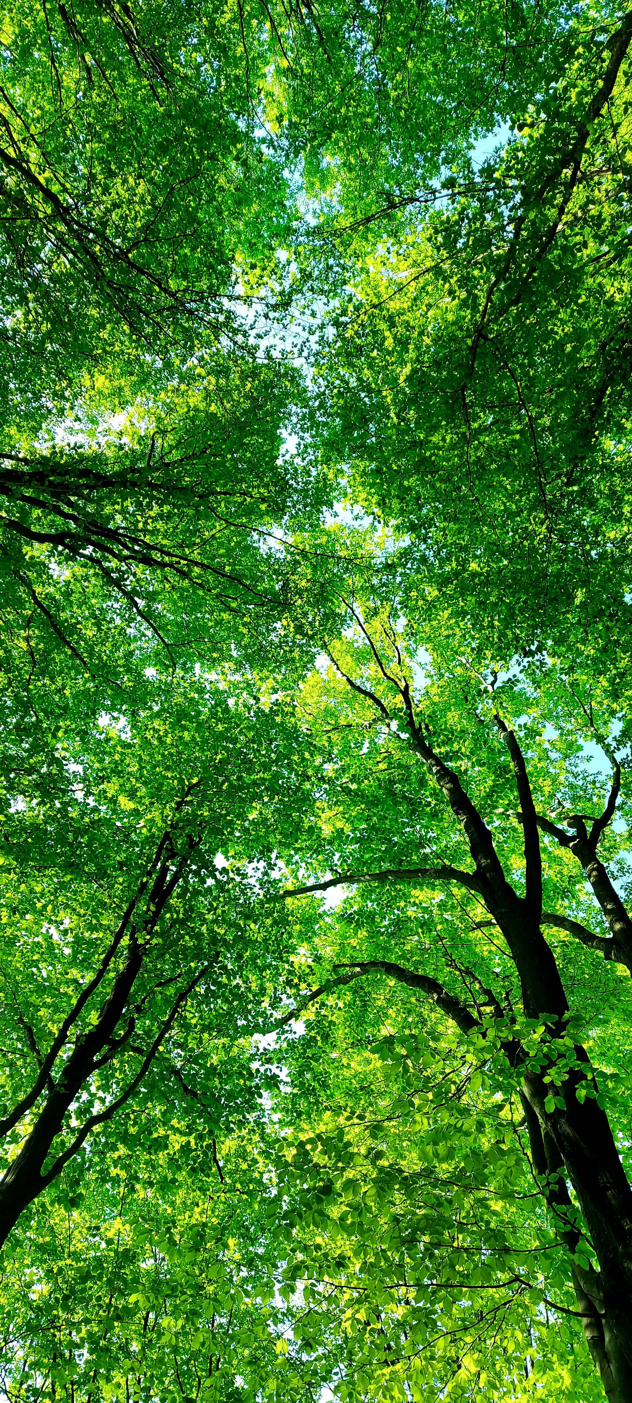 Fondo de Dosel Forestal Samsung A71 Fondos de pantalla