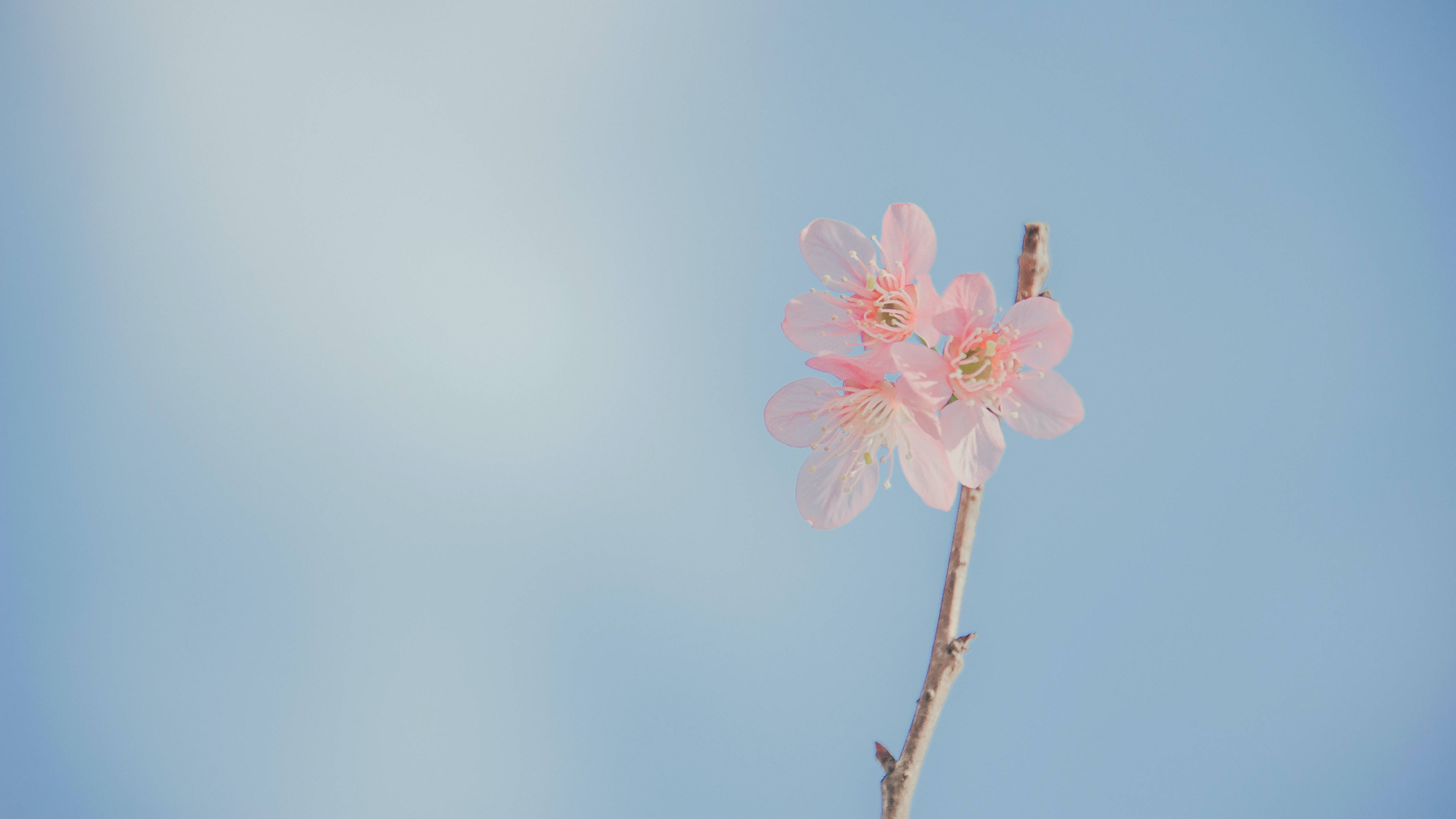 Fondo de escritorio estético con flores pastel Fondos de pantalla