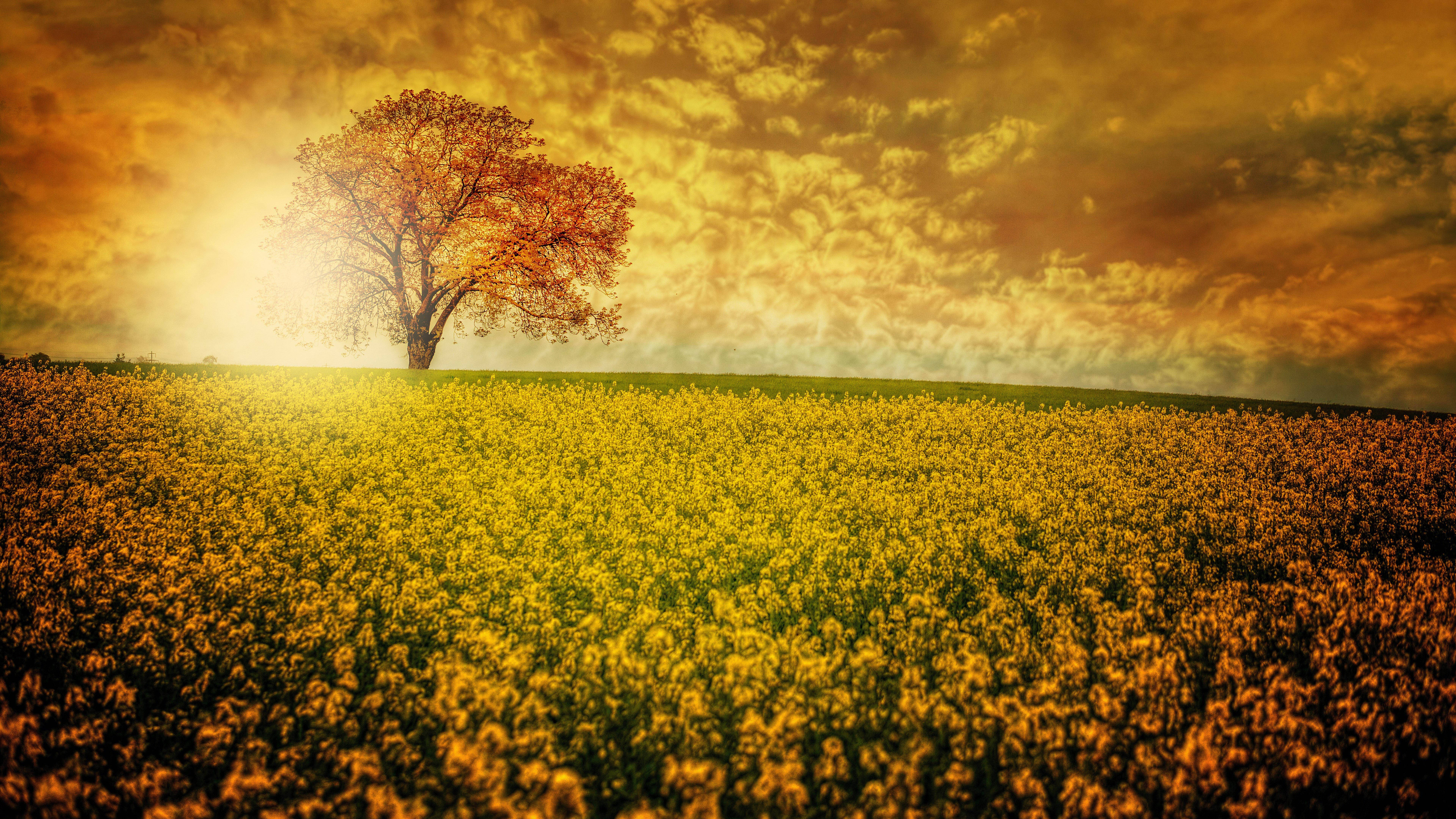Fondo de escritorio cautivador de campo floral en 8K Ultra HD Fondos de pantalla
