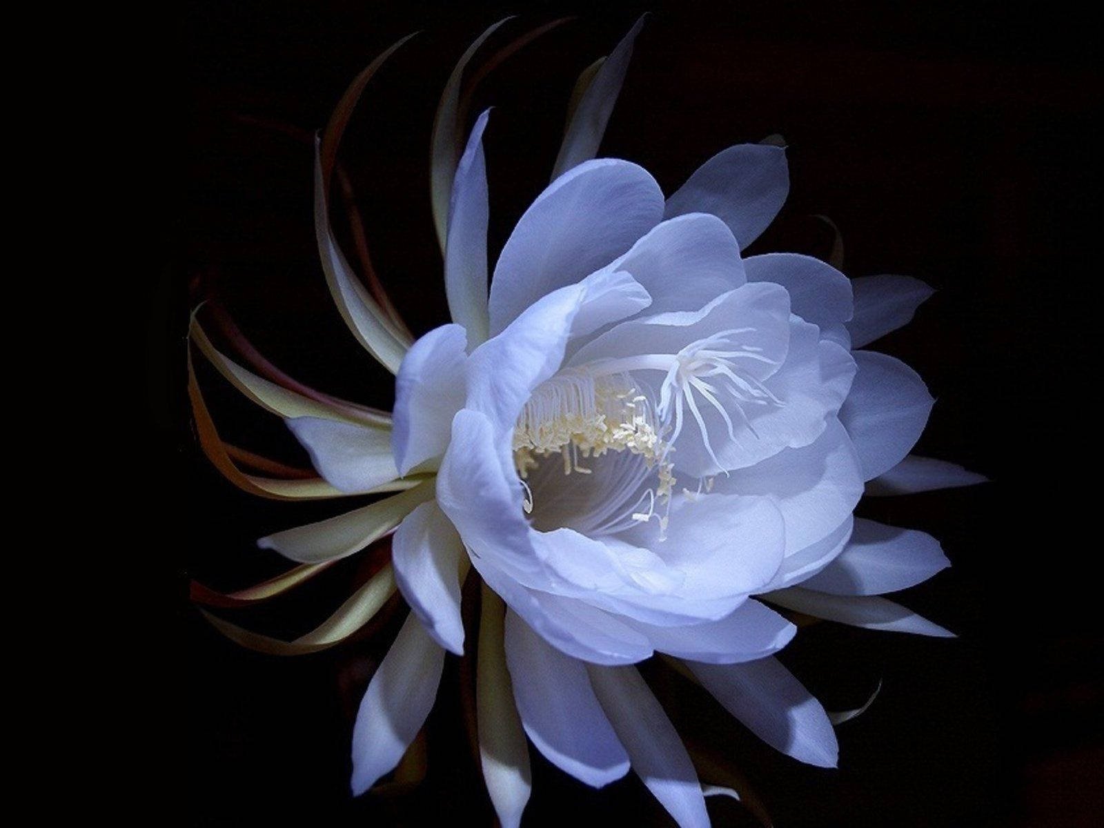 Fondo de Escritorio de Flor Blanca Impresionante Fondos de pantalla