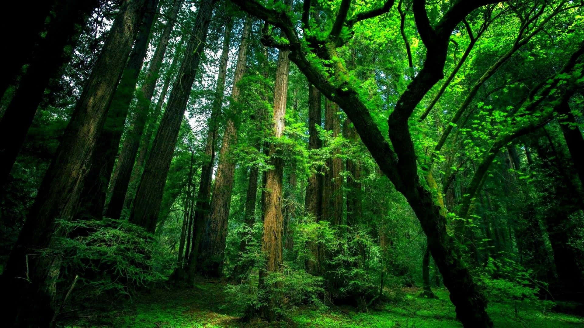 Fondo de escritorio de selva