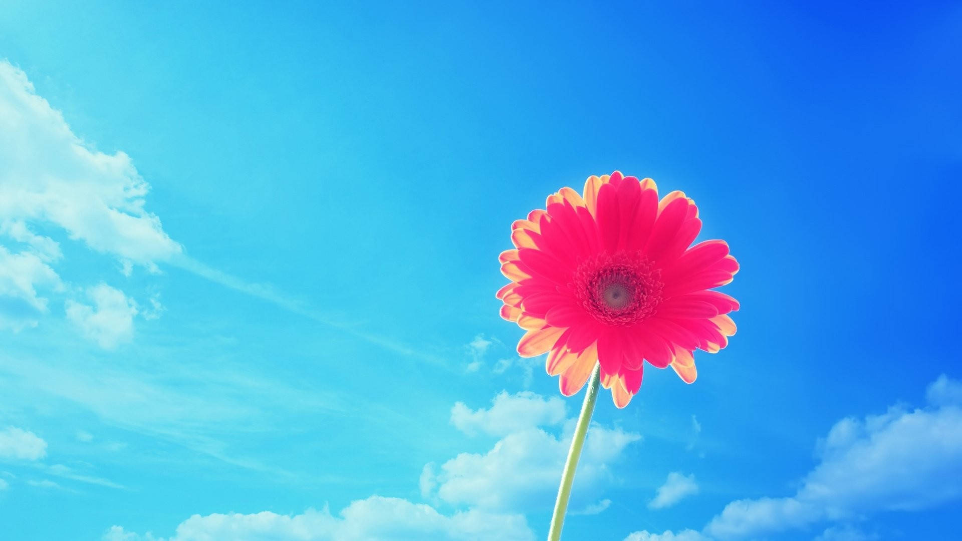 Fondo de Escritorio de Gerbera Rosa de Verano Fondos de pantalla