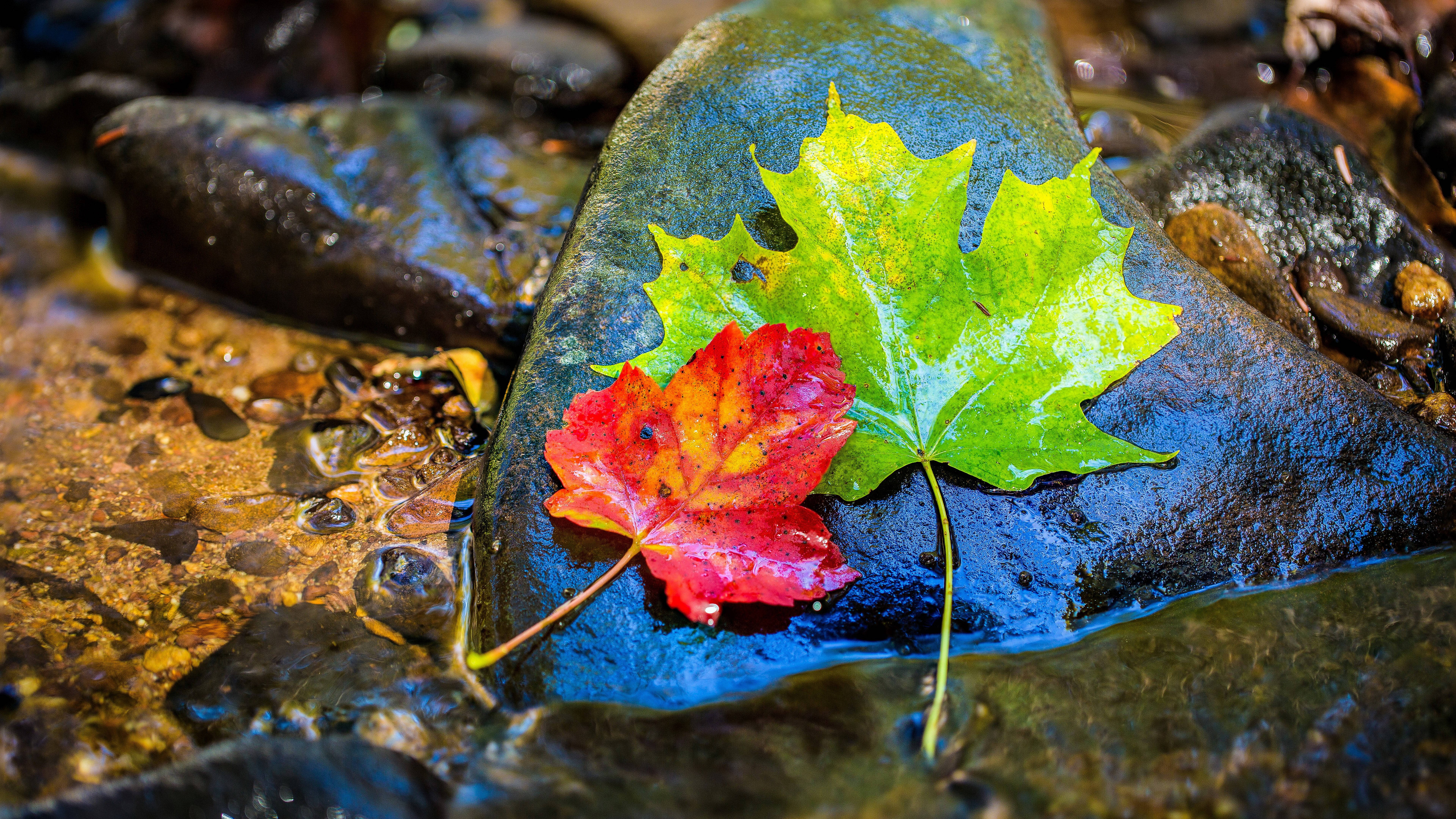 Fondo de escritorio de hojas en resolución Ultra HD 8K 7680x4320 Fondos de pantalla