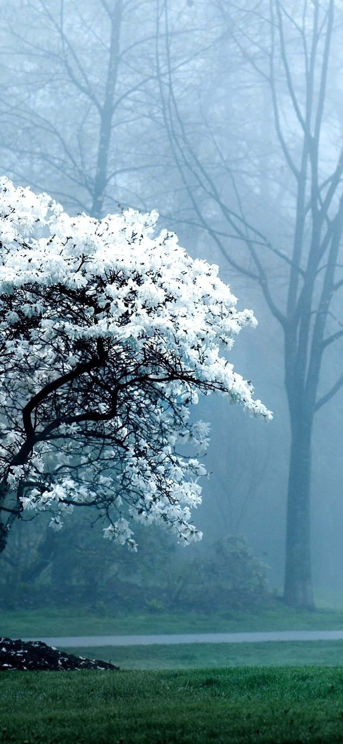 Fondo de escritorio de magnolia blanca para iPhone XS Fondos de pantalla