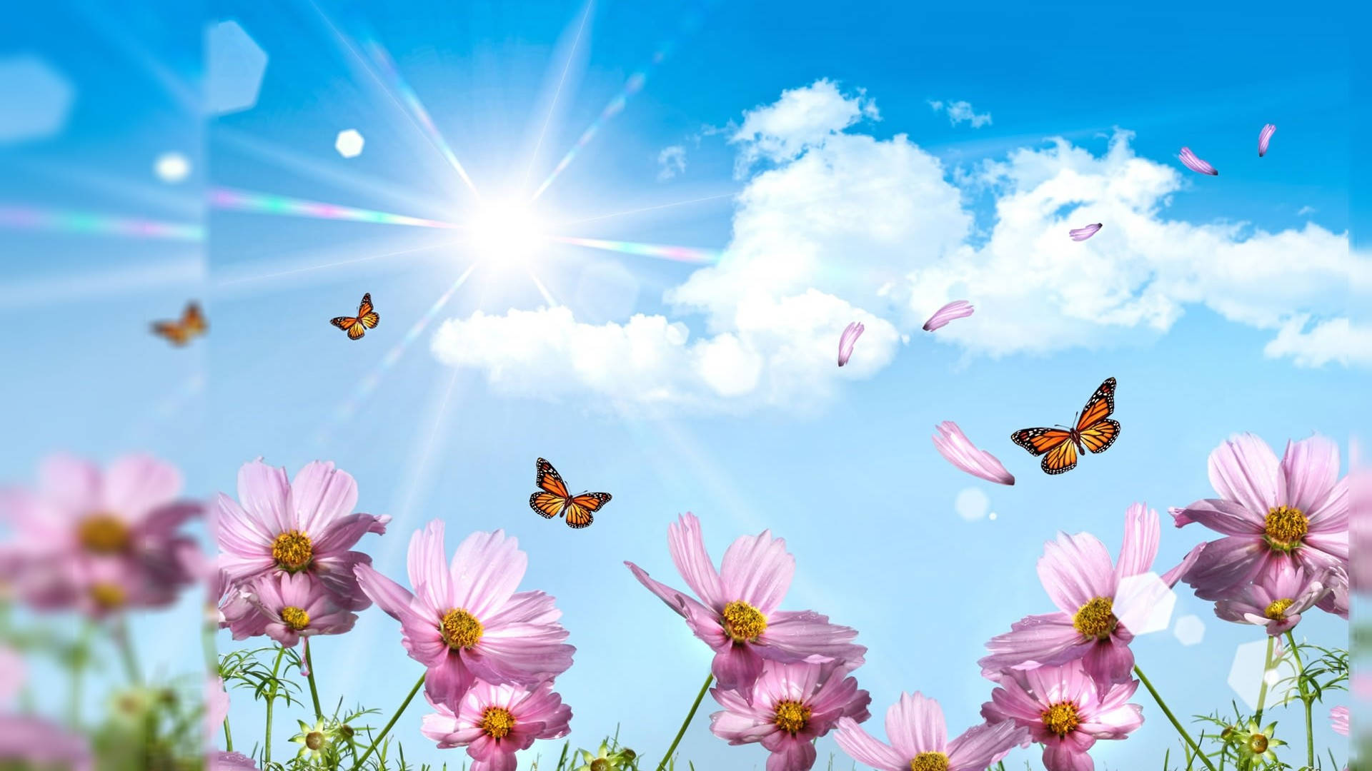 Fondo de escritorio de mariposas de verano Fondos de pantalla